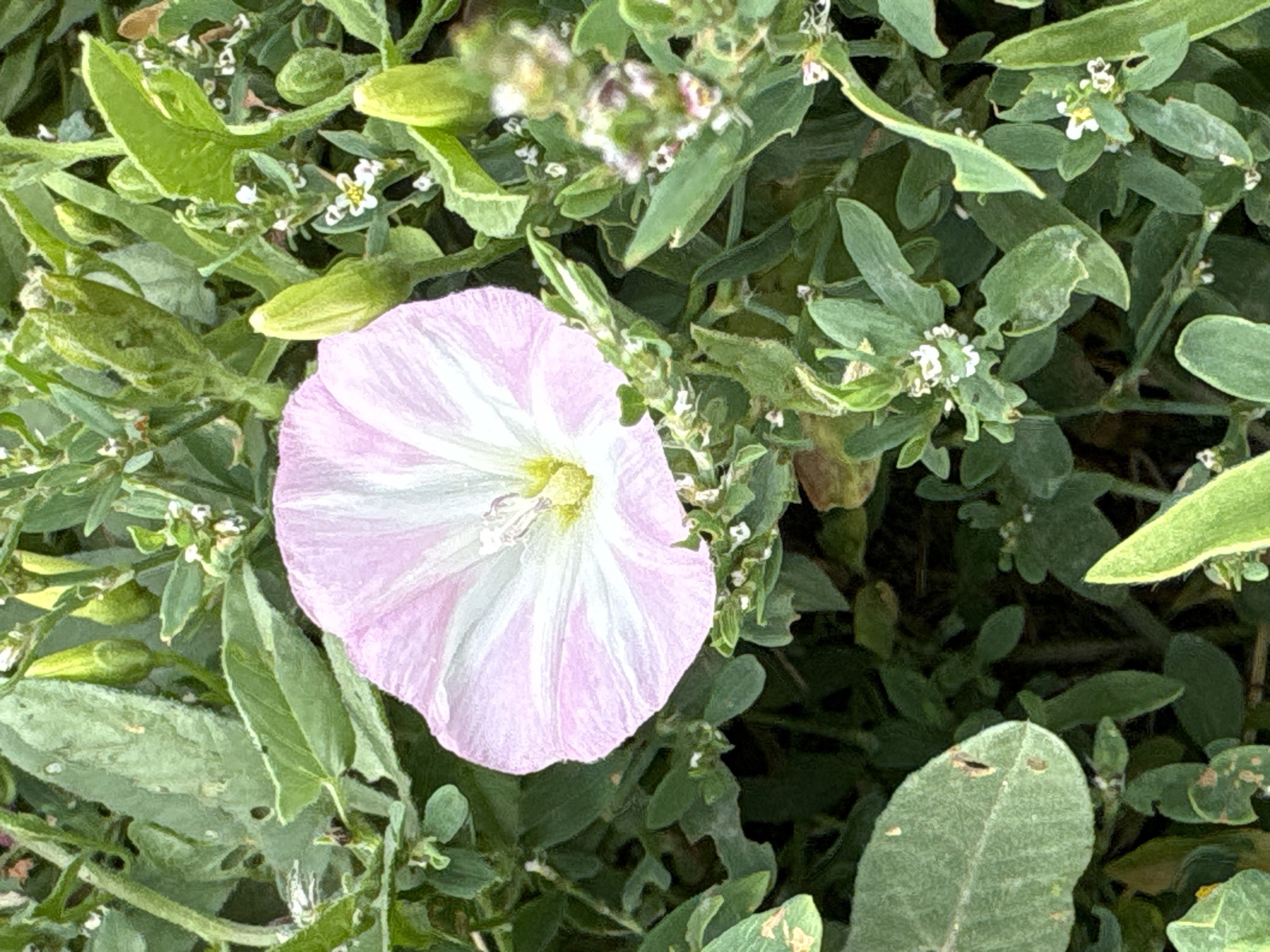 The image shows a close-up of a pink and white convolvulus flower with green leaves and buds in the background. The flower is in focus, with its petals displaying a gradient of color from the center to the edges. The surrounding foliage is lush and appears to be a wild growth. The scene is outdoors, with natural lighting illuminating the subject. There are no people or any discernible man-made structures in the image. The location of Astana, Kazakhstan, is not visually evident from the image itself; this information is provided externally.