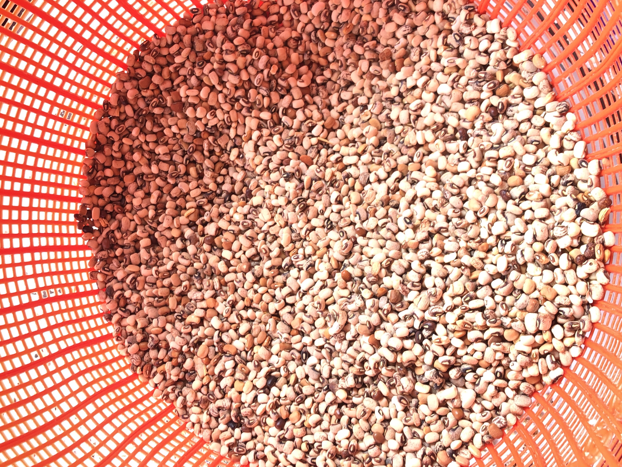 The image captures a close-up, high-angle view of a large quantity of dried beans, specifically black-eyed peas, contained within a bright orange plastic basket or sieve. The beans, which are the primary subject, fill the majority of the frame, appearing to be in bulk. They are predominantly light brown or beige, each featuring a distinct dark, oval-shaped mark resembling an "eye." The texture of the beans appears dry and smooth.
The orange plastic basket, characterized by its square grid pattern, forms the boundary around the beans, visible along the left, top, and right edges of the frame. The bright, even lighting suggests the scene is set during the day, possibly outdoors under natural sunlight or in a well-lit indoor environment. There are no people visible, and no specific activity is taking place, though the arrangement implies preparation, drying, storage, or display of the agricultural produce. No text is visible in the image. The scene likely depicts agricultural produce from Amaeke Abam, Nigeria.