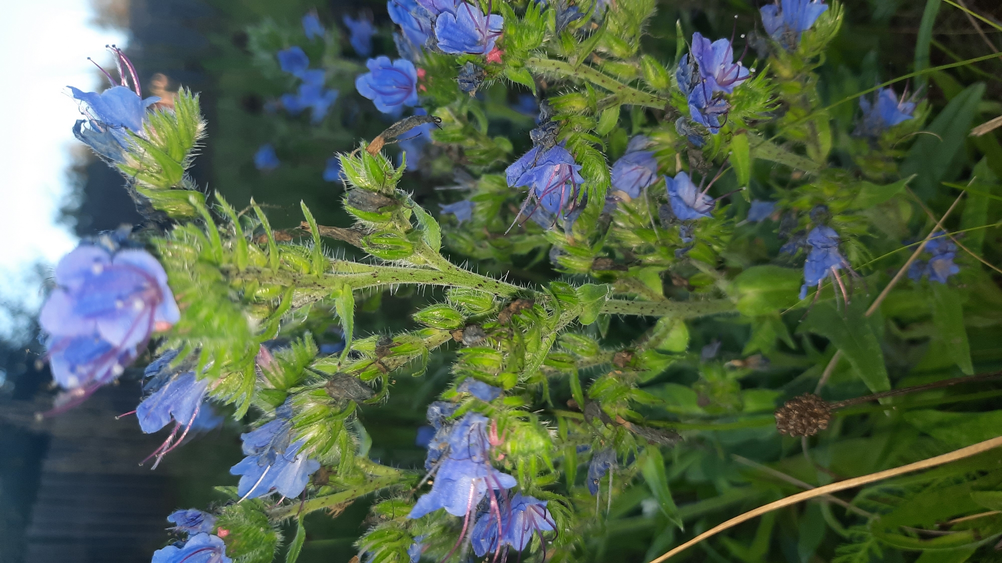 The image displays a close-up view of a flowering plant, likely Viper's Bugloss (Echium vulgare), in an outdoor setting. The plant features numerous small, star-shaped blue flowers with prominent pink stamens, clustered along a green, bristly stem. Several seed heads are also visible, one of which is in the foreground, appearing as a dry, brown, conical structure. The background shows more of the same blue flowers and green foliage, with a blurred wooden fence and trees in the distance. The lighting suggests it is either early morning or late evening. The scene is likely a natural or semi-natural area, possibly a field or roadside verge. Without specific landmarks, pinpointing the exact location within the city of Шклоў, Belarus is not possible from the visual information alone, but the flora is consistent with that found in the region.