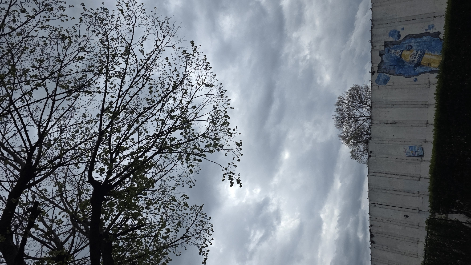 A vertical, low-angle outdoor shot depicts a segment of the Berlin Wall in Blagoevgrad, Bulgaria, against a cloudy sky. The left side of the frame features two bare trees with sparse foliage. The wall is on the right side, with graffiti art visible on its upper portion, including what appears to be a depiction of a beer bottle. A row of green bushes lines the base of the wall. The sky is overcast with patches of lighter clouds.