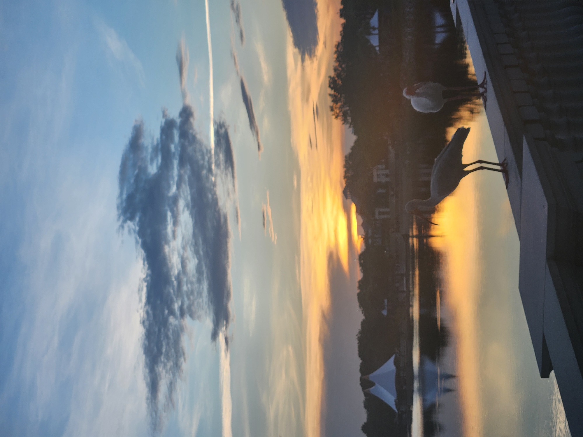 This is a photograph of two white ibis standing on a railing at the edge of a body of water during sunset. The sky is a gradient of blue and orange, with scattered clouds. The water reflects the colors of the sky and the silhouettes of trees and buildings on the opposite shore. A white tent-like structure is visible on the left side of the shore. The overall scene suggests a peaceful, natural environment within an urban setting. The location is identified as Altamonte Springs, United States of America.