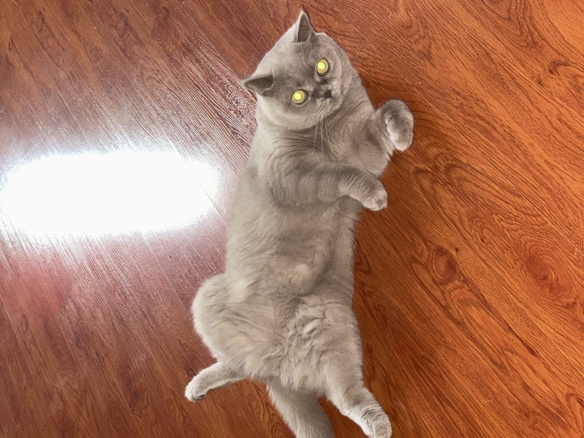 An adult domestic feline, likely a British Shorthair, with short, dense, grey-lavender fur, is depicted lying supine on a reddish-brown wood laminate floor in the city of Chaikovsky, Russia. The cat's body is partially twisted, exposing its belly, with its left front paw extended and its right rear leg raised. Its round head is turned towards the viewer, with wide, pupils-constricted eyes exhibiting a pronounced yellow-green tapetal reflection, indicative of direct flash photography or strong incident light. A bright, vertical strip of intense light reflects prominently off the glossy floor surface on the left side of the frame. The cat maintains a direct gaze towards the camera.