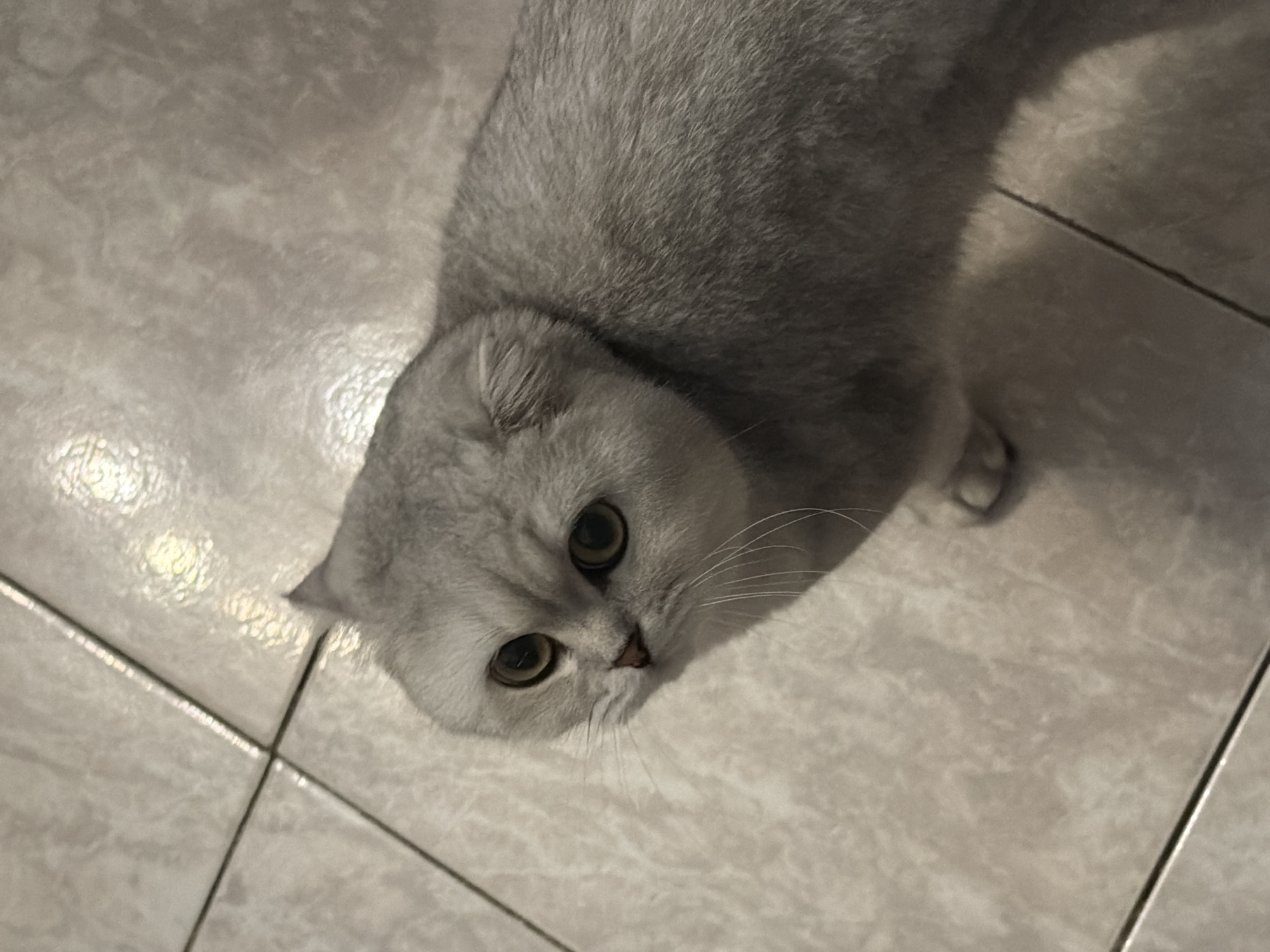 A Scottish Fold cat with silver-grey fur and large, round, amber eyes is positioned on a tiled floor, looking upwards and slightly to the left. The cat's ears are folded forward. The tiled floor has a light, beige-toned pattern with visible grout lines. The lighting casts a shadow to the right of the cat, obscuring part of its body and the floor. No specific location in Rome, Italy can be determined from the provided image.