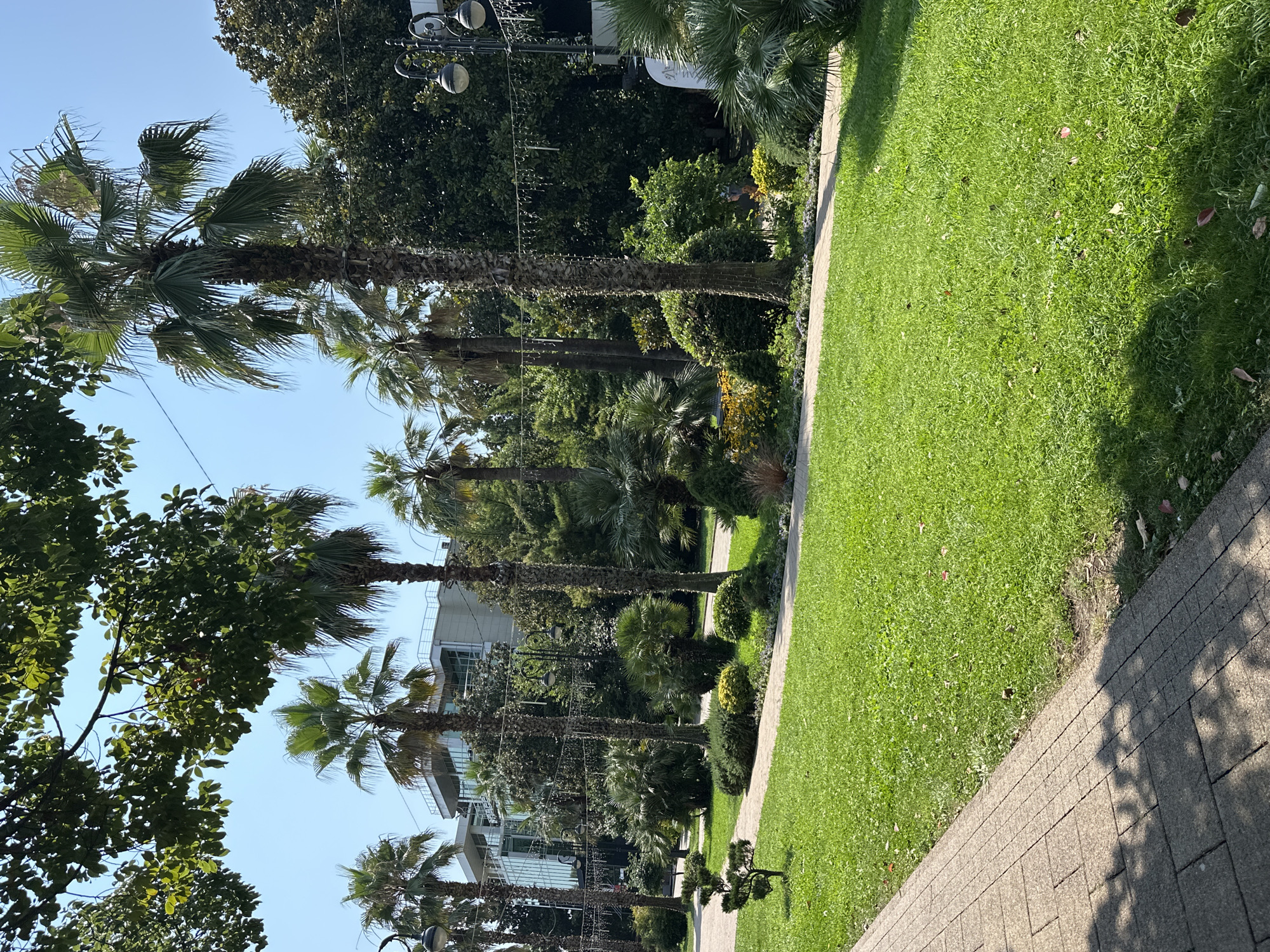This is a photograph of a park in Sochi, Russia, taken on a bright, sunny day. In the foreground, a paved walkway runs along the left edge of the image, casting dappled shadows from overhead foliage. Adjacent to the walkway is a well-maintained, vibrant green lawn. A small, artistically pruned tree stands on the lawn near the walkway.
Further into the scene, a curving path meanders through a landscaped area populated with various types of palm trees and lush green shrubs. Some of these shrubs are dotted with small yellow flowers. Behind the trees and shrubs, a modern building with a glass facade and a flat roof is visible, suggesting an urban or resort setting. Decorative string lights are strung between some of the trees. Two ornate lampposts with globe-shaped lights are also present. The background is filled with dense green foliage and the clear blue sky. The overall impression is one of a well-kept, tropical-themed park.