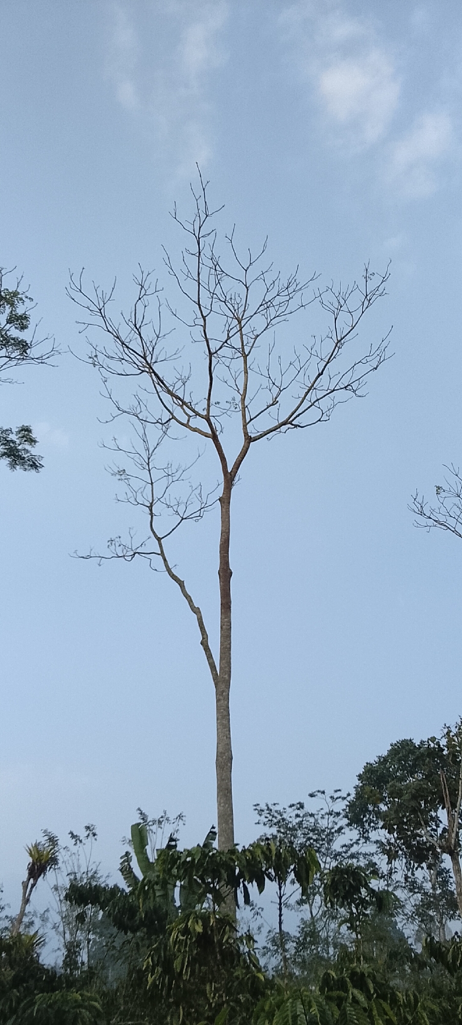 In Padang Dalom, Indonesia, a tall, leafless tree stands prominently in the foreground against a pale blue sky with wispy clouds. The tree's trunk is slender and greyish-brown, branching out into a delicate network of bare twigs and branches that fill the upper half of the frame. To the left and right, other trees, some with foliage and some also bare, are partially visible. Below the leafless tree, a dense canopy of dark green foliage from various plants and trees forms the lower part of the image, suggesting a lush, possibly rural or park-like environment. The scene is static, with no human presence or discernible activity. The lighting suggests it is daytime, possibly early morning or late afternoon due to the soft, diffused light and the pale sky.