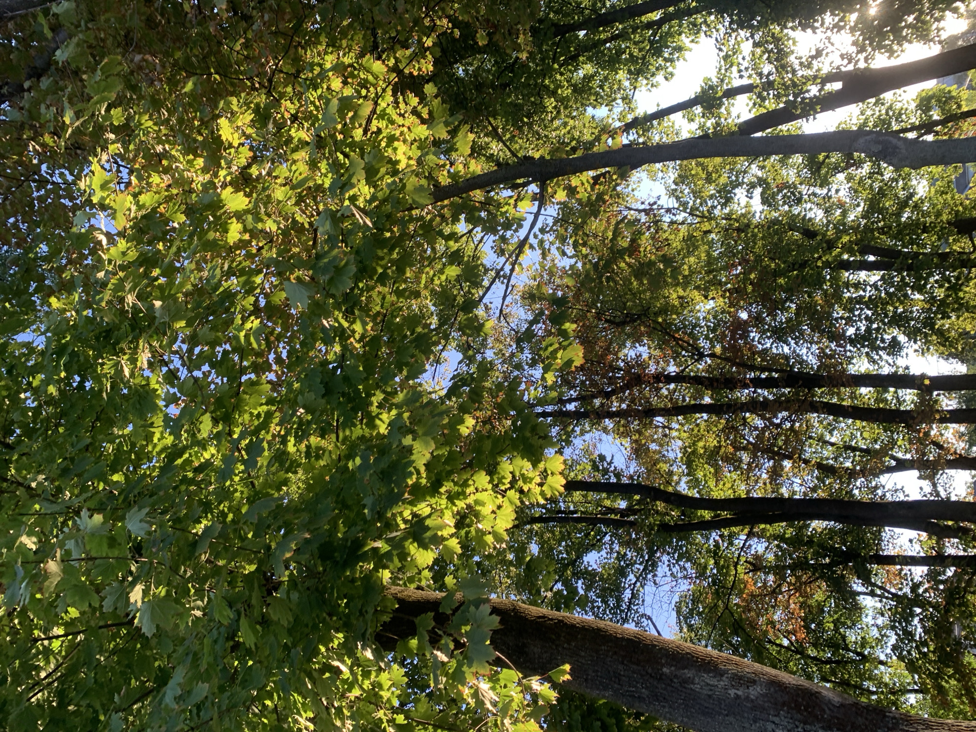 This is a low-angle, full-shot photograph looking up through a canopy of deciduous trees. The leaves are predominantly green, with some tinges of yellow and red, suggesting an early autumn setting. Sunlight filters through the leaves, creating a dappled effect and illuminating some of the foliage from behind. Several tree trunks are visible, varying in thickness and texture, with a large, textured trunk dominating the left side of the frame. The sky visible between the leaves is a clear blue. The overall impression is of a natural setting within a city park or a tree-lined street. The photograph was taken in the city of Kolomyia, Ukraine.