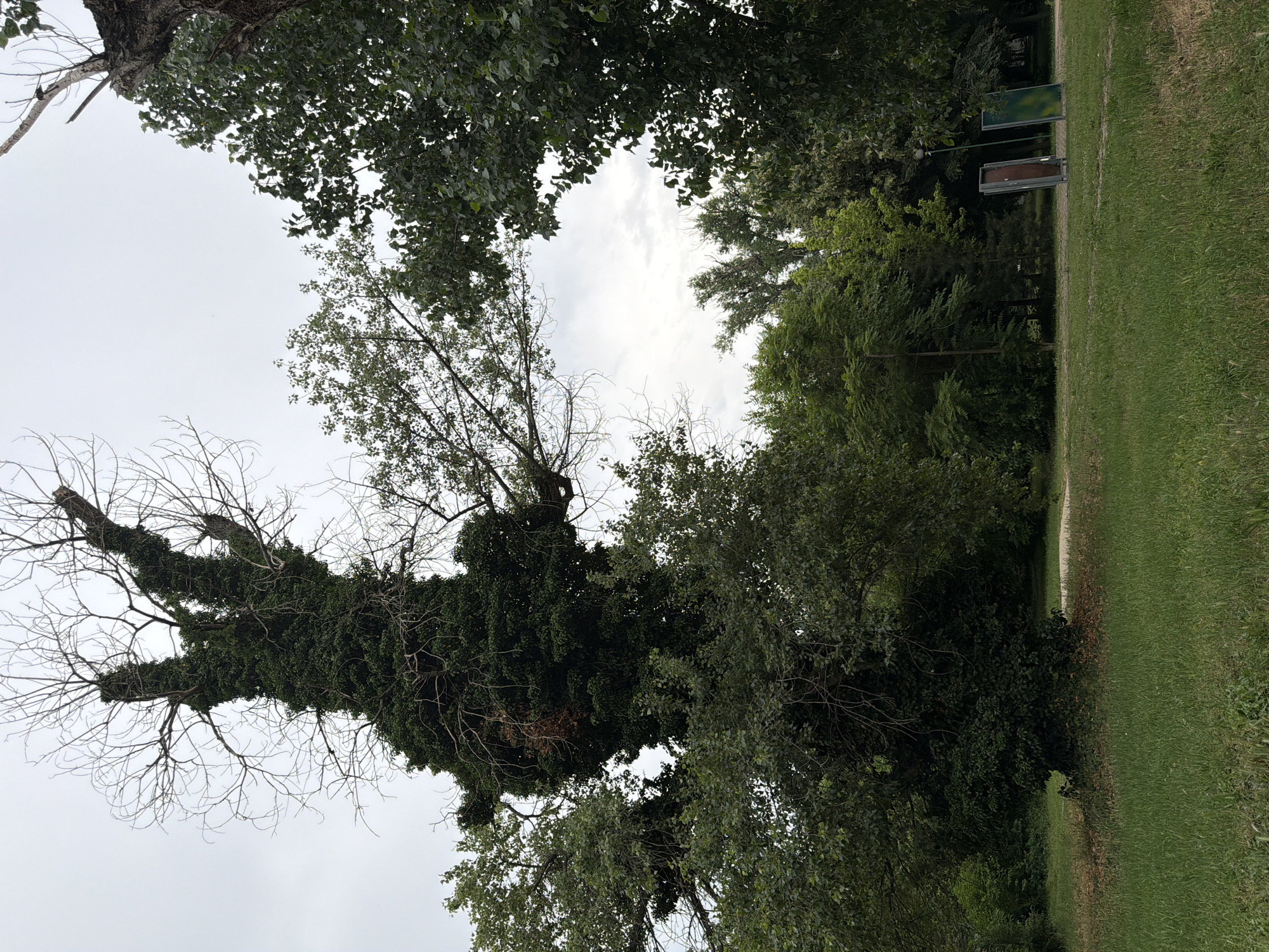 The image depicts an outdoor scene, likely a park, with lush green grass in the foreground. Dominating the left side of the frame is a large, old tree heavily overgrown with ivy, its bare branches reaching towards a cloudy sky. To the right, other trees with full foliage frame the sky. In the mid-ground, a paved path is visible, with two large, rectangular panels leaning against each other on the right side of the path. One panel appears to be dark brown or metallic, and the other is green. The background consists of more trees and foliage. The overall impression is one of a serene, somewhat wild, natural setting within a city. This scene is consistent with the appearance of the Ivan Vazov City Park in Pazardzhik, Bulgaria, known for its mature trees and walking paths. There are no people visible in the image.