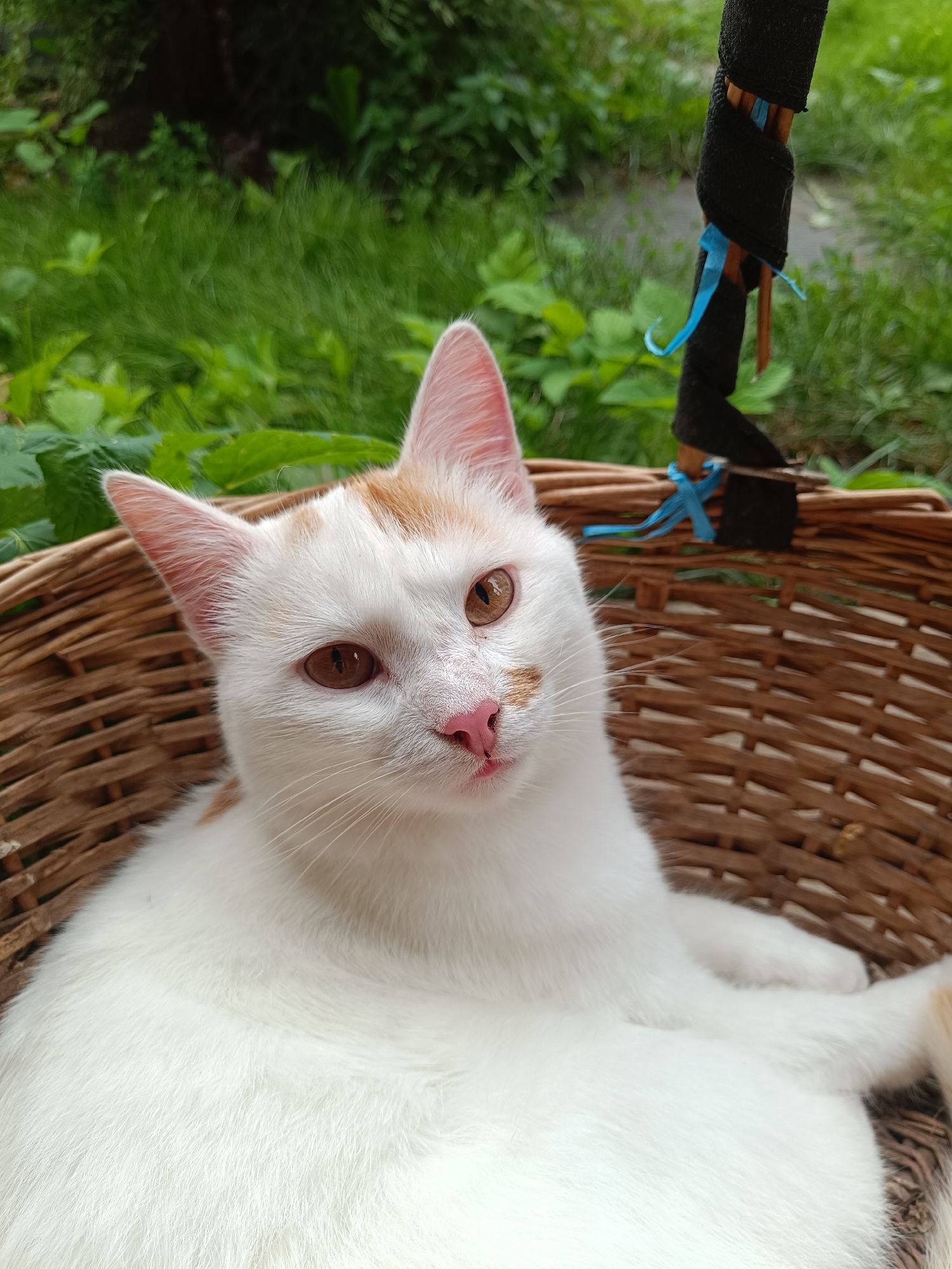 A white cat with orange markings is resting in a wicker basket outdoors. The cat has amber eyes and a pink nose. The basket is partially filled with straw or hay. In the background, green foliage and grass are visible, suggesting a garden or park setting. The scene appears to be in Mariinsky Posad, Russia.