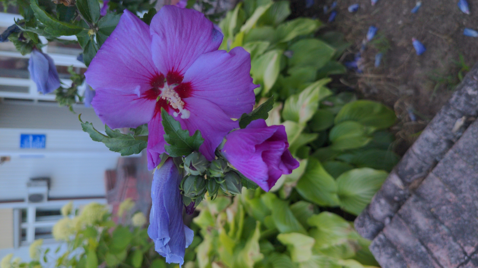 The image shows a close-up of blooming hibiscus flowers in the city of Zalishchyky, Ukraine. The flowers are a vibrant shade of purple with a deep red center. Several buds are also visible, some appearing to be unfurling. The flowers are set against a backdrop of lush green foliage, suggesting a garden or park setting. In the background, a building with white siding, windows, and an air conditioning unit is partially visible, indicating an urban or suburban environment. A stone border runs along the bottom left of the frame. The overall scene is one of natural beauty within a developed area.