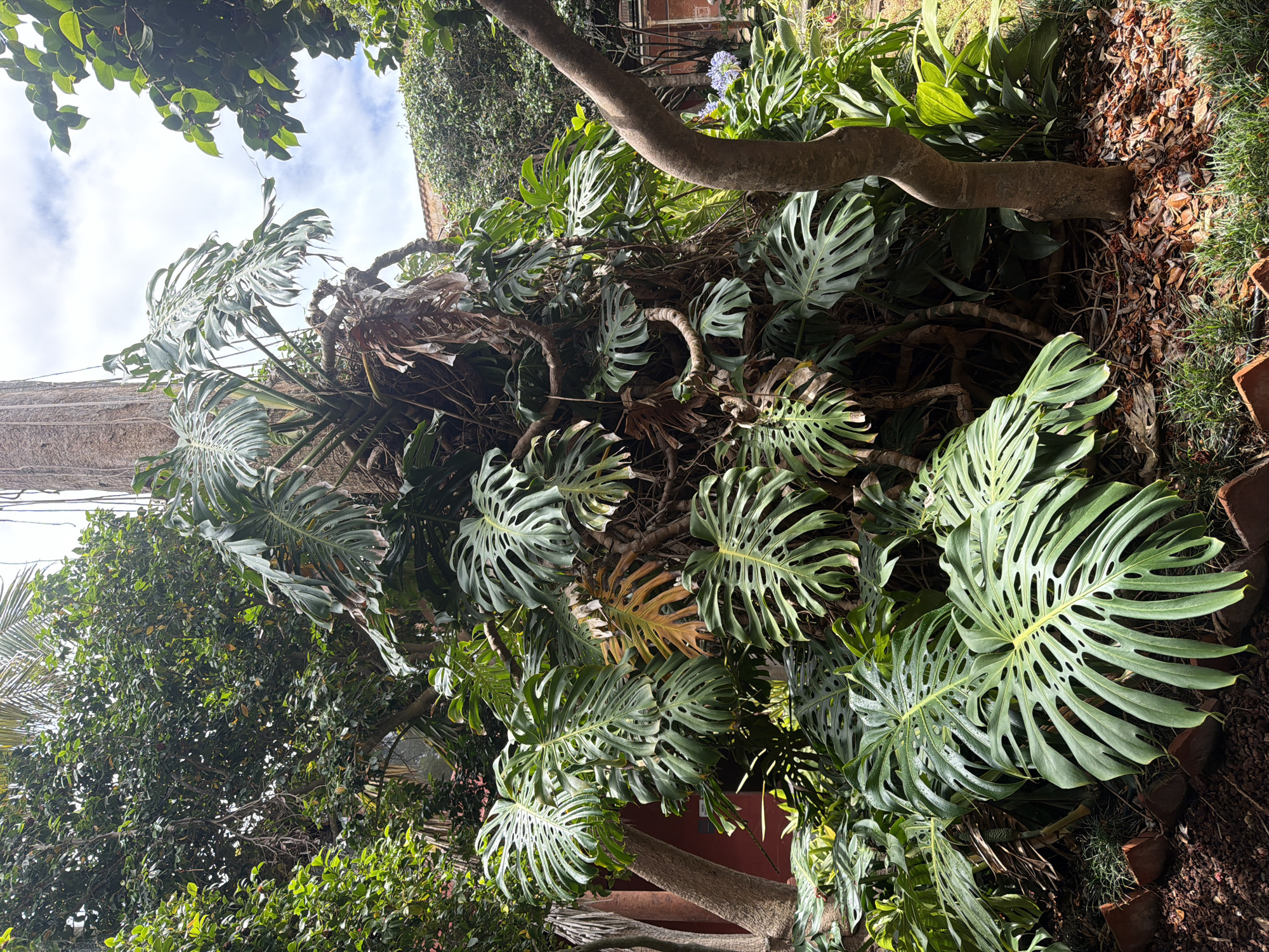 This media file captures a lush, vibrant scene of a Monstera Deliciosa plant thriving outdoors. The plant is the primary subject, with its iconic, large, fenestrated leaves dominating the frame. The leaves are a deep green, with some showing signs of browning, suggesting natural aging or exposure. Thick, twisting aerial roots and stems intertwine, creating a dense, naturalistic growth habit.
The setting appears to be a garden or outdoor patio area in La Cuesta, Spain, indicated by the presence of terracotta pots, dry leaves and soil on the ground, and glimpses of surrounding vegetation. A mature tree trunk, likely supporting or near the Monstera, is visible with rough bark. In the background, hints of buildings and greenery suggest a residential or semi-tropical environment. The lighting suggests it is daytime, with sunlight dappling through the leaves, creating areas of light and shadow. The sky is visible in the upper portion of the image, with white clouds scattered across a pale blue expanse. The overall impression is one of natural abundance and a well-established, thriving plant in a warm climate. No people or specific events are depicted.