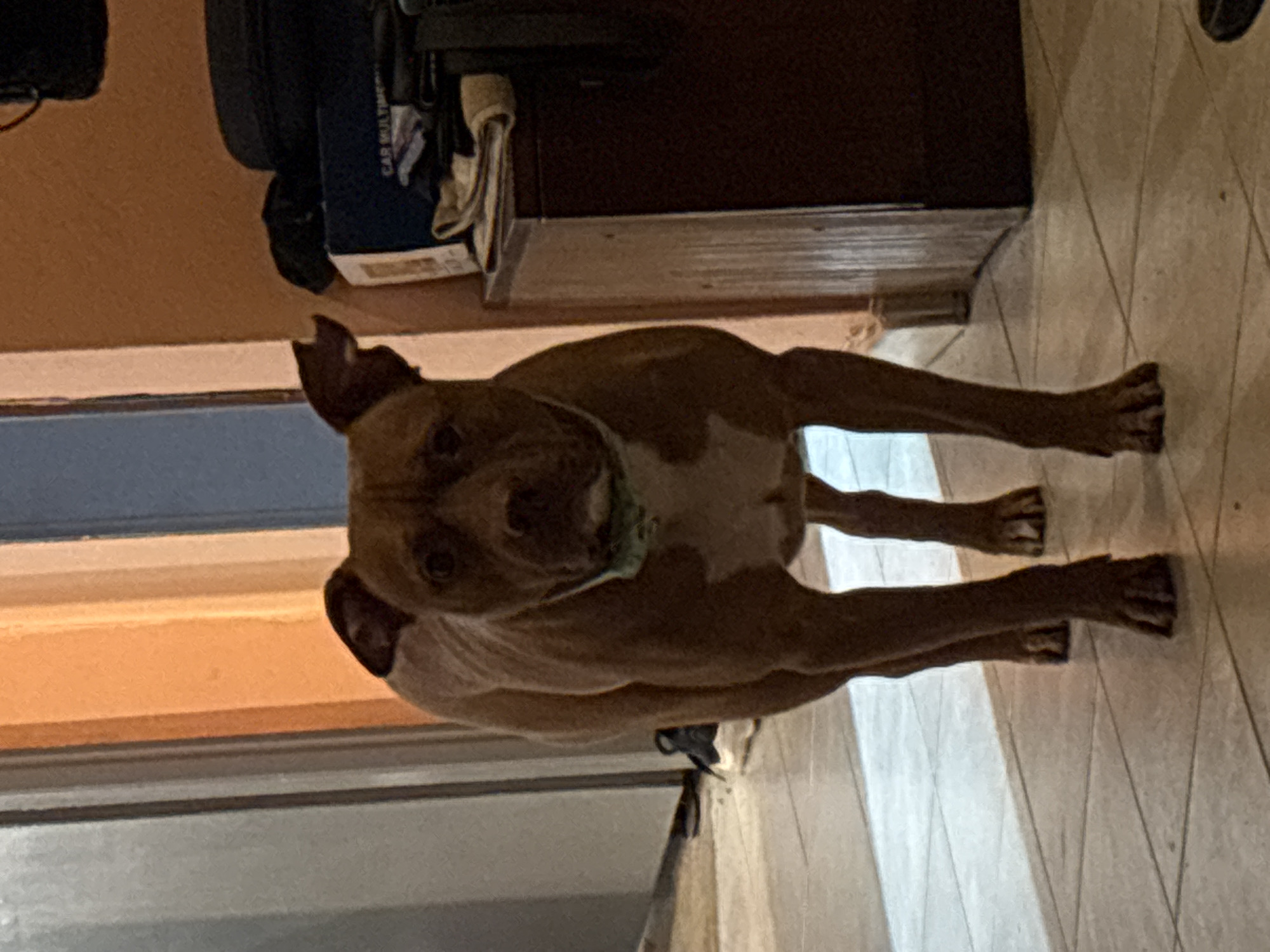 A medium-sized, brown and white dog, possibly a pit bull mix, stands on a tiled floor inside a building. The dog is wearing a green collar and is facing the camera. Behind the dog is a dark brown cabinet and a window. The setting appears to be inside a residential building, but the exact location in Sofia, Bulgaria, cannot be determined from the image.