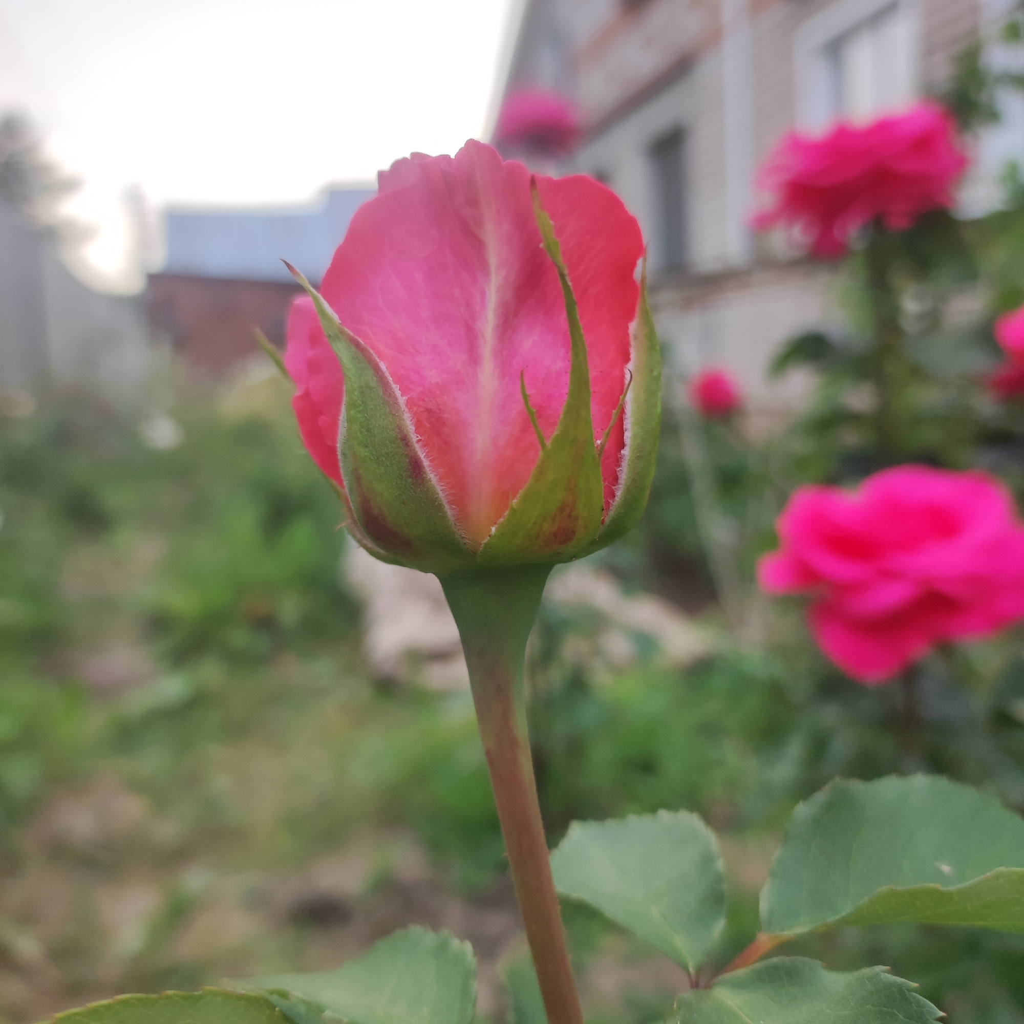 A close-up, low-angle shot focuses on a vibrant pink rosebud in the foreground, its petals tightly furled and edged with a delicate green calyx. The rosebud is centered in the frame, with its stem extending downwards and out of view. Behind the rosebud, the background is softly blurred, revealing more of the rose garden.
Several other bright pink rose blossoms are visible in the midground and background, creating a sense of lushness and abundance. These flowers are also out of focus, emphasizing the sharp detail of the main subject. Beyond the garden, a building with a brick facade and white-trimmed windows is partially visible, suggesting a residential setting. The sky above is overcast, with a bright, diffused light that indicates it is likely daytime, possibly late afternoon or early morning due to the soft illumination.
The overall impression is one of natural beauty and tranquility. The focus on the single rosebud draws the viewer's attention to the intricate details of the flower, while the blurred background of the garden and building places it within a peaceful, domestic environment. The image evokes a sense of calm and appreciation for nature's delicate artistry. The location context provided is Navoloki, Russia. There is no visible text in the image.