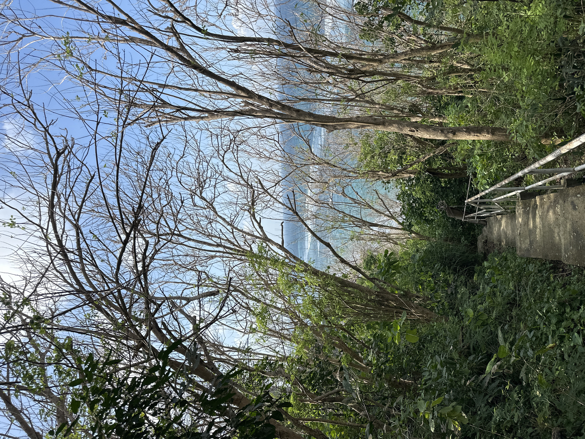 A concrete pathway descends through lush, green foliage and the skeletal branches of trees towards a turquoise ocean. The path is bordered by a metal railing on the right. In the distance, the ocean meets a hazy horizon under a bright blue sky dotted with white clouds. The scene appears to be a natural trail leading to a beach or viewpoint, likely in a tropical coastal area. Given the description and the visual elements, this scene is consistent with the natural beauty and coastal access found in Kuta Selatan, Indonesia, known for its scenic cliffs and beaches.