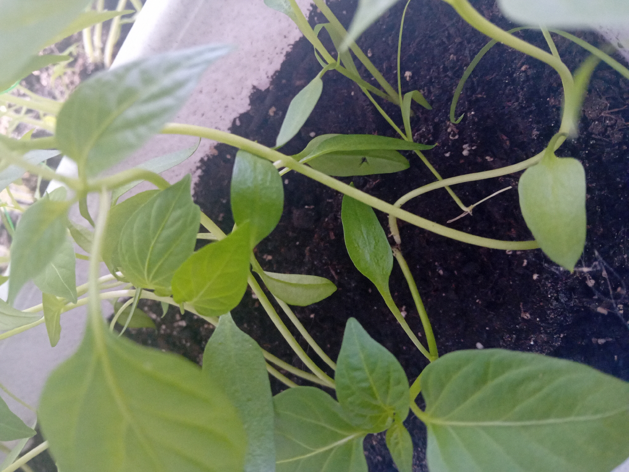 The image displays a close-up view of young pepper plants growing in dark soil within a light-colored planter. The plants have vibrant green leaves and thin, light-green stems. Several of the plants are clustered together, with some stems curling and intertwining. A small black insect is visible on one of the leaves in the center right of the frame. The background is out of focus, showing hints of a light-colored surface, possibly a wall or another planter. The scene is likely an outdoor garden or balcony setting. There is no specific information in the image that would allow for the determination of its location in the city of Chuhuiv, Ukraine.