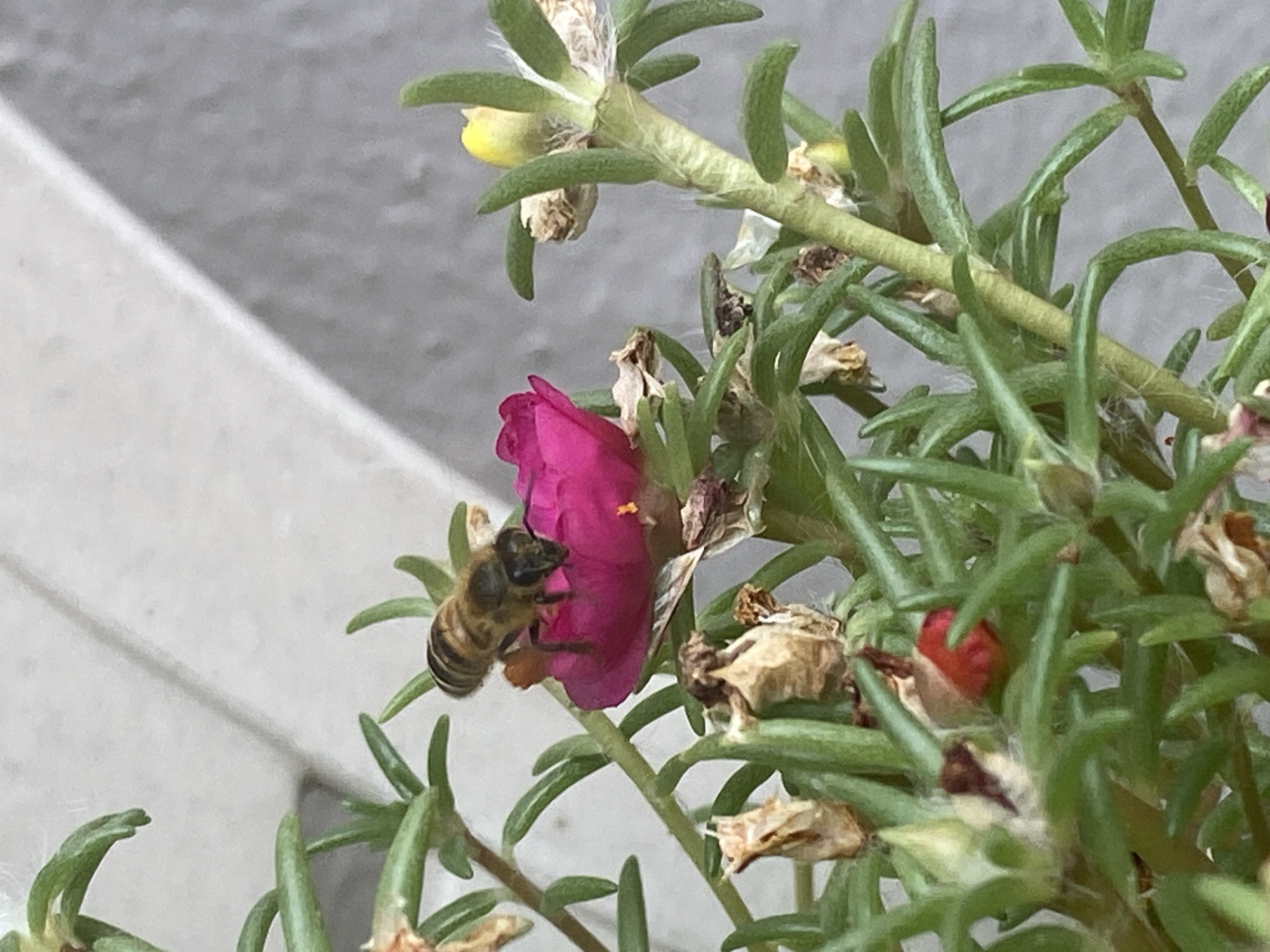 A bee is perched on a vibrant pink flower, its legs dusted with pollen. The flower is part of a low-growing plant with numerous green, fleshy leaves and several buds, some of which are yellow or red. In the background, a pale gray, textured surface suggests an urban or semi-urban environment. The scene is captured in close-up, focusing on the interaction between the bee and the flower. No specific location in Sutomore, Montenegro, can be identified from the image.