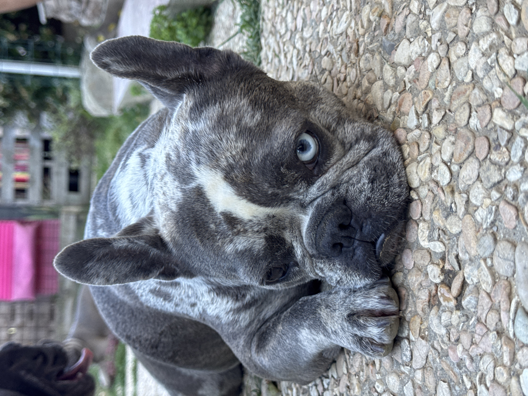 A brindle French bulldog with striking blue eyes lies on a textured stone surface, its head resting on its paws. The dog's fur is a mix of grey and black, with a white blaze running down its snout. In the background, hints of greenery and what appears to be a fence or railing suggest an outdoor setting. To the left, a bright pink object, possibly a cushion or toy, is partially visible. The lighting suggests it is daytime, with natural light illuminating the scene. The dog's expression is relaxed, with its tongue slightly out, indicating a calm or content state. The image is taken from a high angle, looking down at the dog. There is no visible text in the image. The location context is San Benedetto del Tronto, Italy.