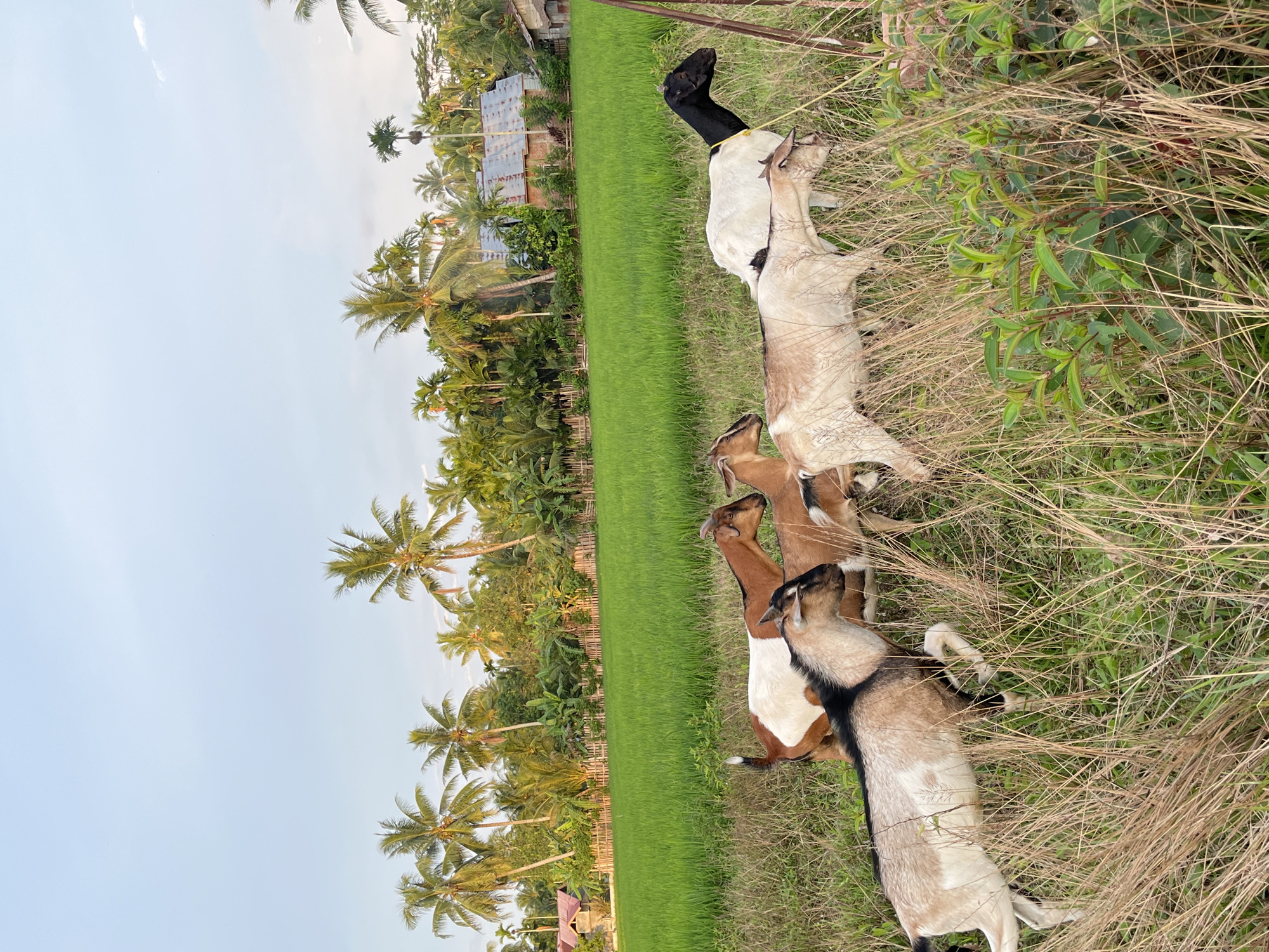 A herd of goats is walking through tall dry grass in front of a vibrant green rice paddy, characteristic of Beuringen, Indonesia. The background features a dense row of palm trees and other lush vegetation, with a few rustic houses visible amongst the foliage. The sky is a clear light blue with hints of clouds. The goats, of various colors including brown, white, and black, are scattered across the foreground and middle ground, some appearing to be grazing or moving forward. The scene is bathed in soft, natural light, suggesting it is either early morning or late afternoon.