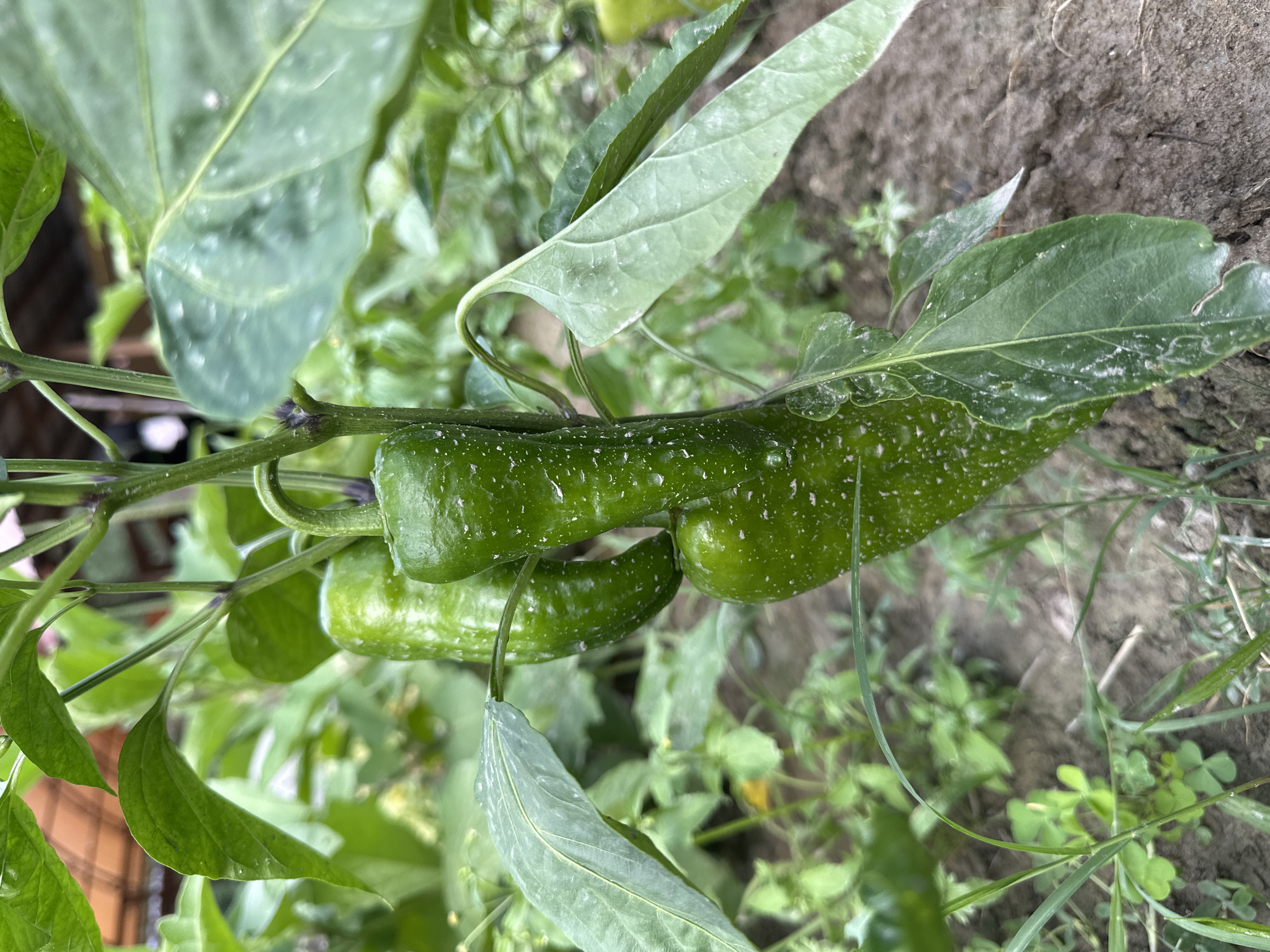A close-up, vertical shot shows two green peppers growing on a plant in a garden. The peppers are elongated and have a slightly bumpy texture, with small white speckles on their surfaces. They hang from a thick green stem, surrounded by large, dark green leaves. The leaves are broad and have visible veins, with some appearing slightly dusty or marked. The background is a blur of green foliage and dark, dry soil. In the far background, a rustic wooden structure, possibly a shed or fence, is partially visible. The lighting suggests an outdoor, natural setting during the daytime. The scene is located in the city of Кызыл-Булак, Kyrgyzstan.