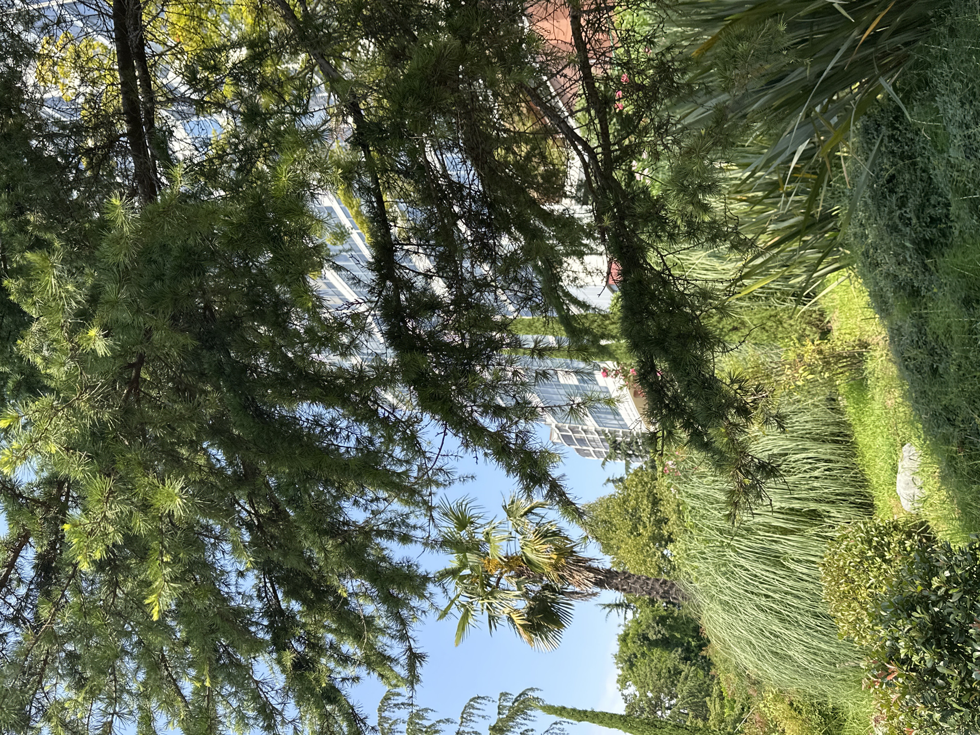 The image depicts a sun-drenched park area with lush green vegetation. In the foreground, dense green foliage, possibly from shrubs and ornamental grasses, covers the ground. A large, fluffy clump of tall, feathery grass dominates the mid-ground, with a single palm tree to its left. Behind the palm tree, a multi-story building with numerous windows and white siding is visible, reflecting the sky. To the right, more tall, blade-like greenery is present, with the branches of a coniferous tree, likely a cedar or pine, obscuring parts of the upper frame. The sky is clear and blue. The overall impression is of a well-maintained, subtropical garden setting. This scene is consistent with the ambiance found in many hotel grounds or public parks within the city of Sochi, Russia, particularly in areas known for their resort atmosphere and diverse flora. No people are visible in the frame.