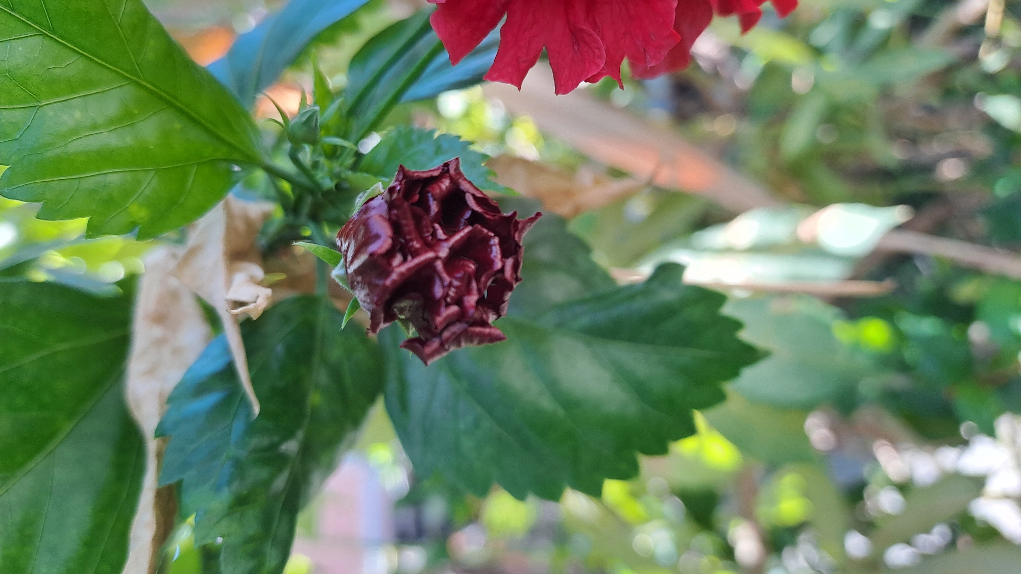 A close-up, vertical shot focuses on a dark red, unopened hibiscus flower bud, tightly furled with ruffled petals. The bud is positioned slightly to the left of the frame's center, set against a backdrop of lush green hibiscus leaves. To the right, a blurred segment of a vibrant red hibiscus petal is visible. The background is softly out of focus, with hints of bright sunlight filtering through the foliage, creating bokeh effects of light and shadow. Some dried, brown leaves are also interspersed among the green ones, suggesting a natural garden environment. The scene is evocative of a humid tropical climate, consistent with locations like Lhokaweawe, Indonesia.