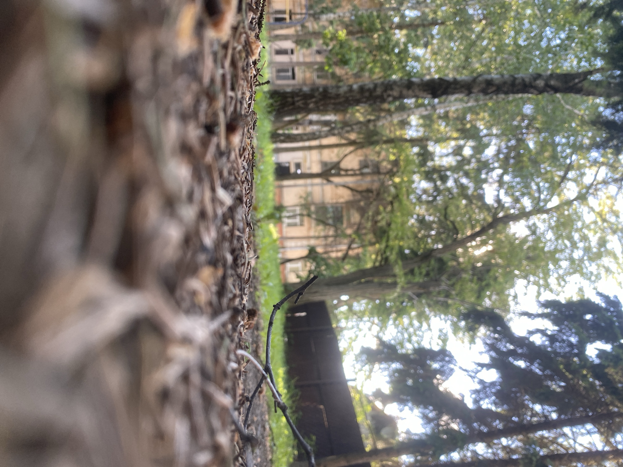 The image shows a low-angle perspective of a ground covered with dead leaves and twigs. In the background, several trees are visible with green leaves against a bright sky. Further in the background, a multi-story building can be seen with multiple windows. It appears to be an urban environment in the city of Poltava, Ukraine. The photograph focuses on the textures and details of the forest floor, while the background provides context to the location.