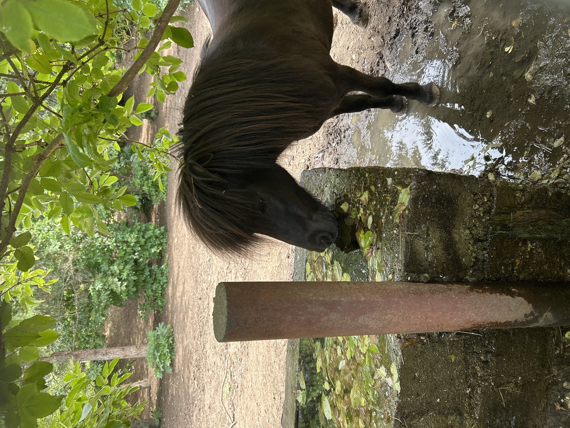 An image shows a brown pony drinking water from a trough filled with green water and leaves. The pony is standing in mud, with its legs partially submerged in water. The trough is made of concrete and has a metal pipe standing vertically in it. In the background, there are trees and bushes, and the ground is covered with dirt. The scene appears to be outdoors, possibly in a park or zoo. The image does not provide any information that would allow for the identification of the location in the city of Sofia, Bulgaria.
