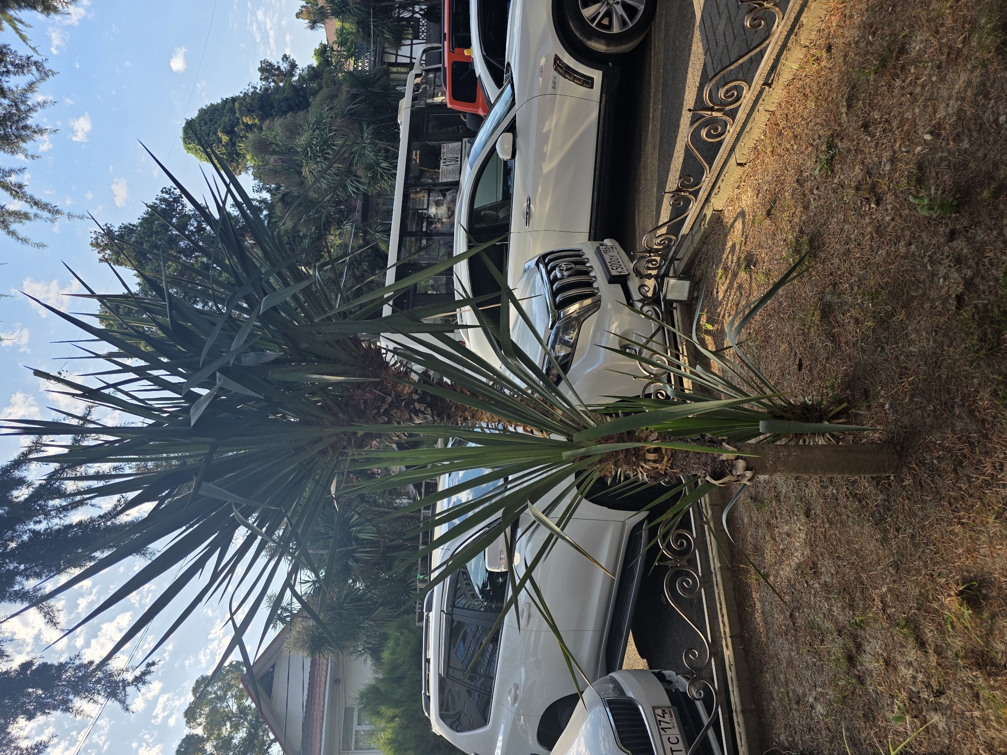 This image depicts a street scene in Sochi, Russia, likely during the daytime given the clear sky and sunlight. The foreground is dominated by a large, spiky palm tree, its fronds casting shadows. Behind the palm tree, several white cars are parked along a street lined with a decorative metal fence. One car, a white SUV, is prominently featured, with its side and front visible. Another white car's license plate is partially visible, displaying "TC 174 RUS". Beyond the cars, a red and white bus is parked. The background shows lush greenery, including more palm trees and other foliage, suggesting a warm climate. The sky is blue with scattered white clouds. The overall impression is one of a sunny day in a coastal or resort area. There are no people visible in the image.
