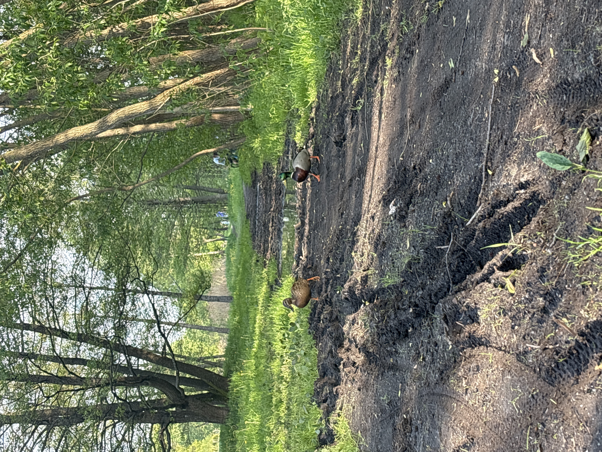A photograph taken outdoors depicts a muddy path running through a wooded area. Two ducks, a male mallard with a green head and a female mallard with brown plumage, are walking on the path. The path is flanked by grass on one side and trees on both sides. The location is likely in a park or wooded area in Minsk, Belarus.