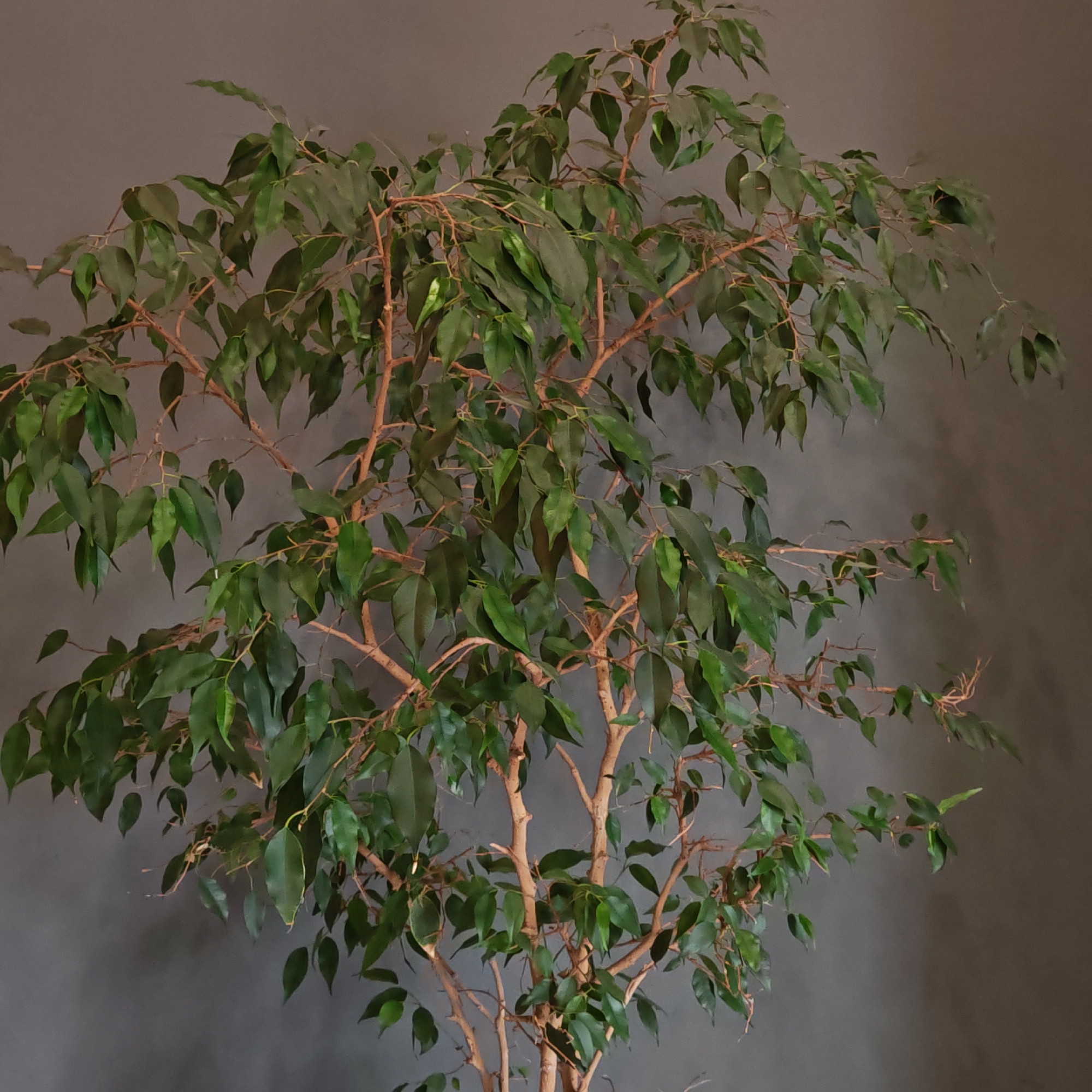 A Ficus benjamina tree is centered against a gray wall. The tree has a multi-stemmed trunk and numerous branches with dark green leaves. The location in Rostov, Russia is not verifiable from the image.