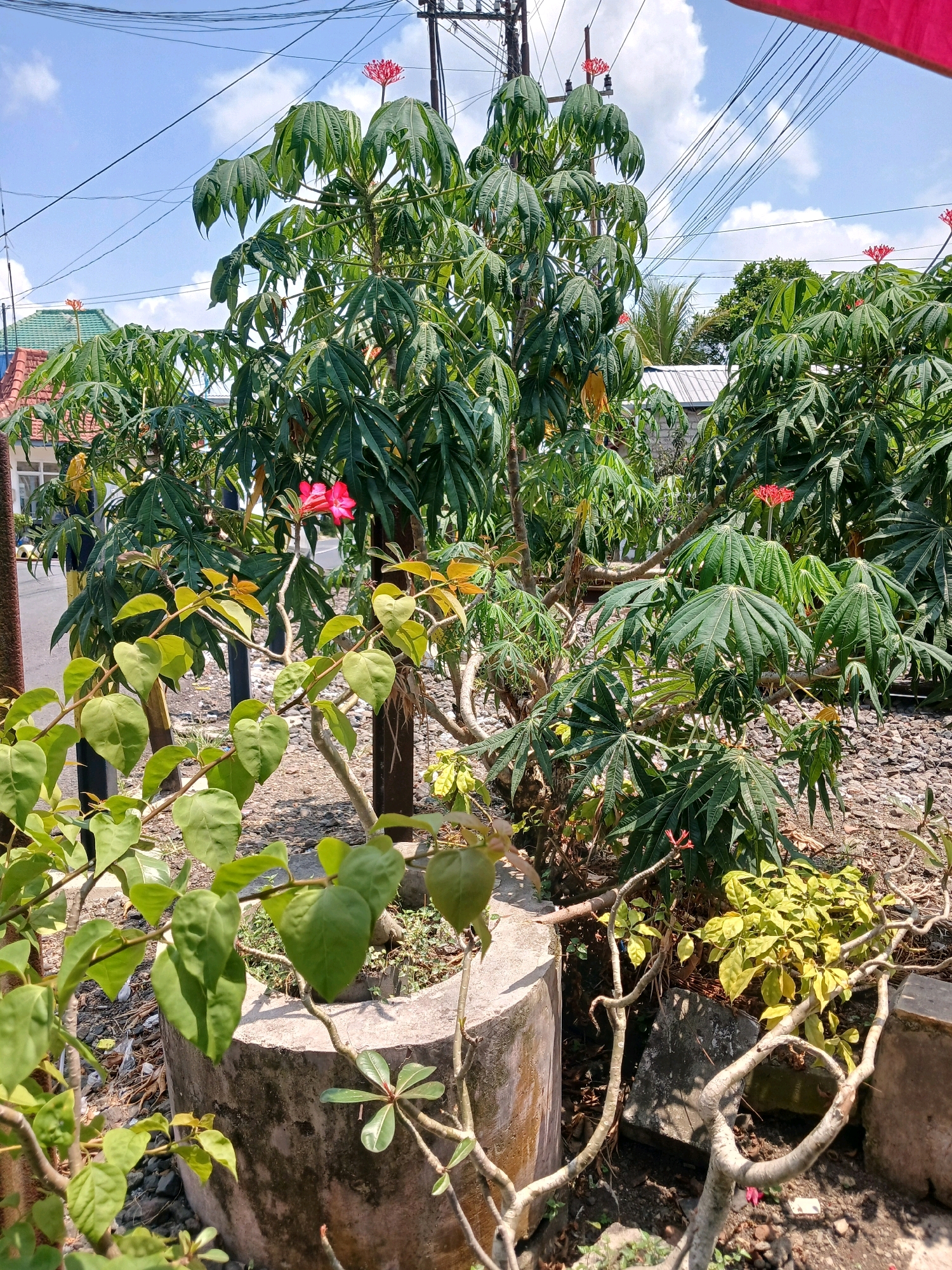 The image depicts an outdoor scene with lush greenery and a bright blue sky dotted with fluffy white clouds. In the foreground, several plants are visible, including a plant with heart-shaped green leaves on a winding branch, and another with yellowing leaves. A large, textured concrete planter is situated on the left side of the frame, containing some of these plants. Behind these, a larger tree with deeply lobed green leaves dominates the center of the image, with clusters of small red flowers at its apex. Several similar trees are visible in the background. The scene appears to be in a residential or garden area, as indicated by the presence of houses with tiled roofs and telephone poles with overhead wires in the distance. The ground is covered with gravel and dry leaves, suggesting a warm climate. The overall impression is one of a vibrant, sun-drenched outdoor space in Pengantiga, Indonesia.