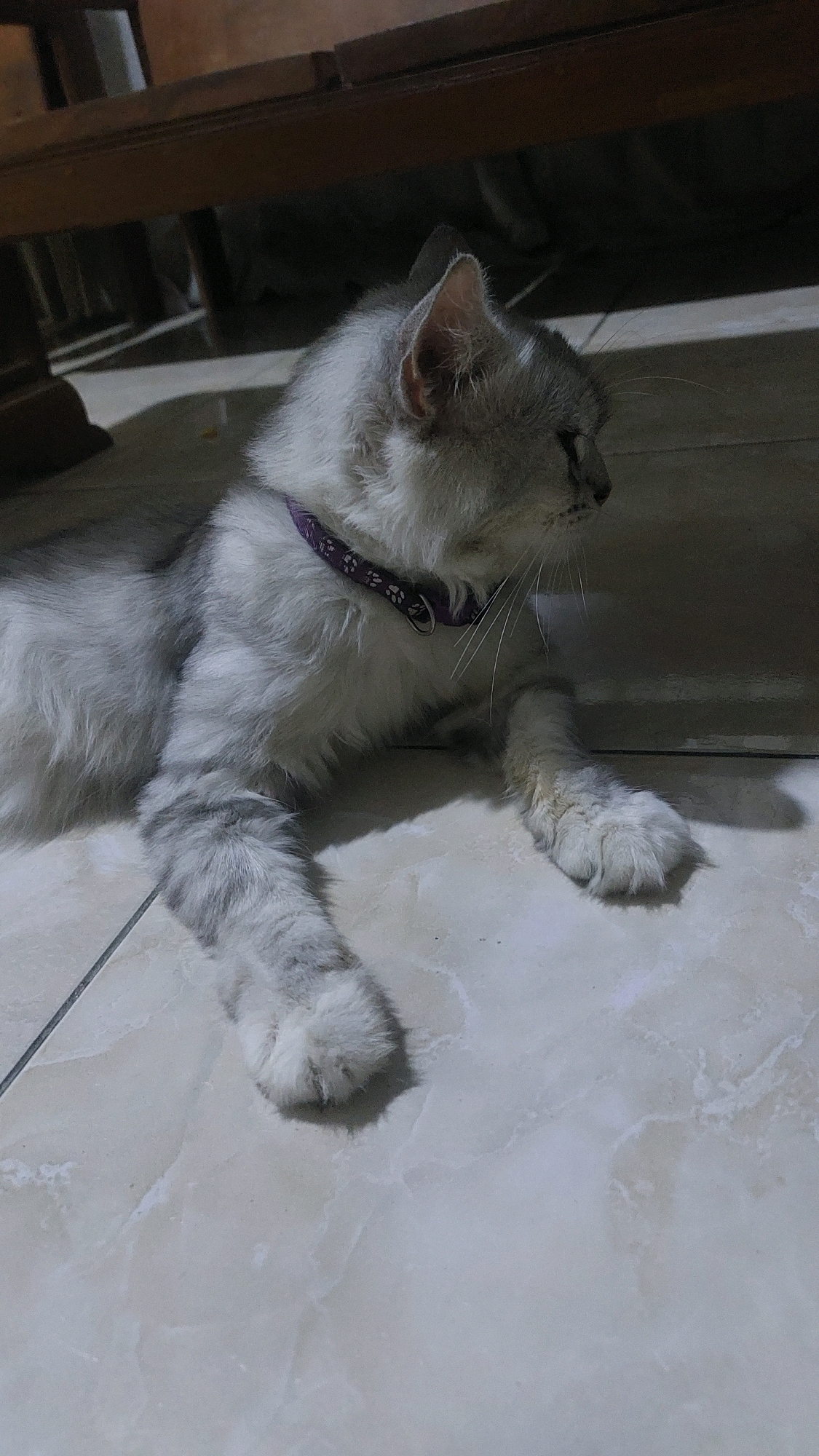 A light gray tabby cat with white markings, wearing a purple collar with a floral pattern, lies on a beige tiled floor. The cat is positioned in the center of the frame, facing right with its head turned slightly to the side. Its eyes are partially closed, suggesting relaxation. The cat's fur appears soft and fluffy, with distinct tabby stripes visible on its legs and body. Behind the cat, a dark wooden structure, possibly furniture, is visible. The lighting in the scene is dim, casting shadows on the floor. There is no information available about the specific location in Jatirogo, Indonesia, beyond the visual cues present in the image.