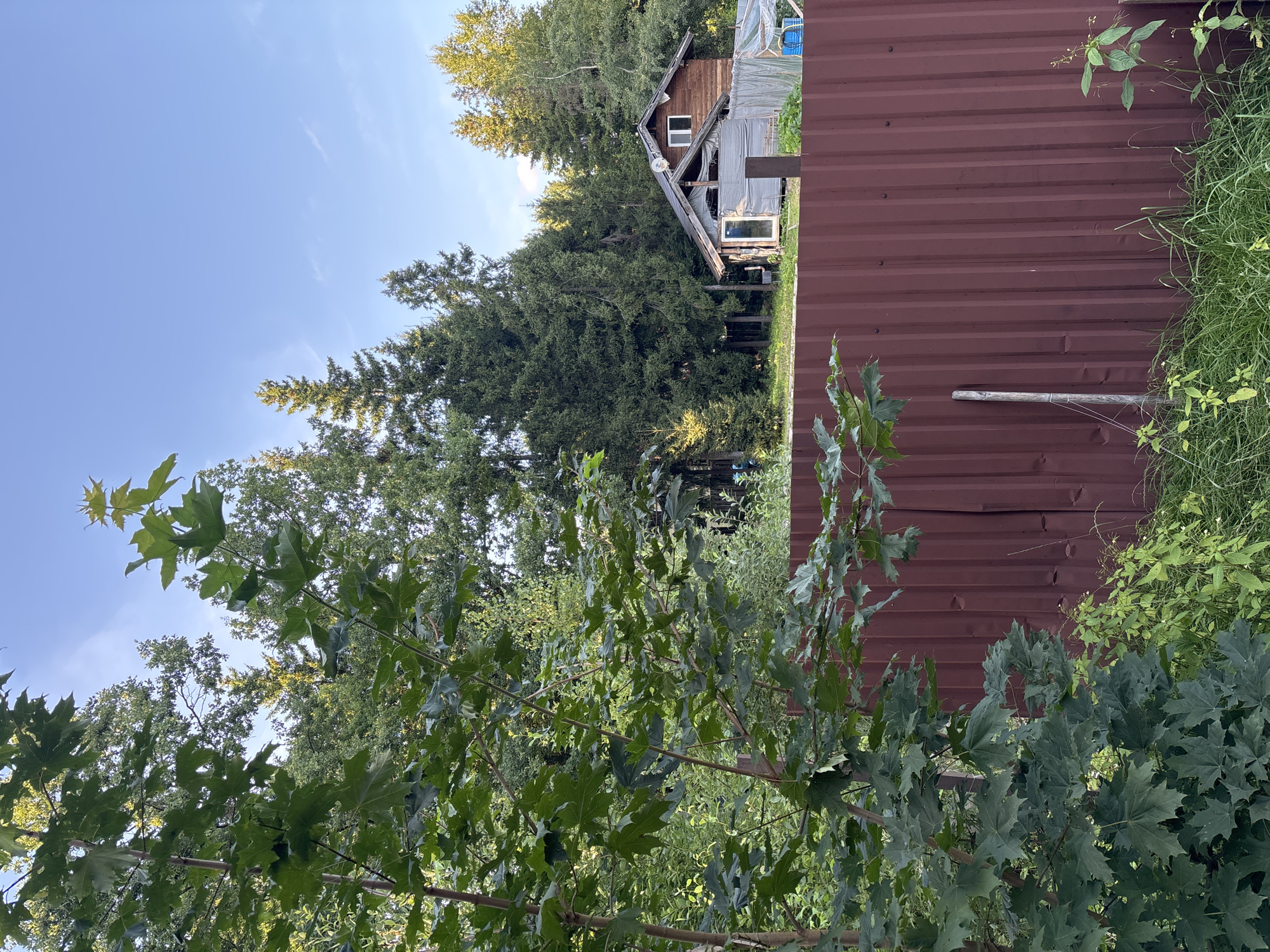 The image depicts a wooden house surrounded by a dense forest under a clear blue sky. The house is situated behind a rust-colored metal fence. A large tree with green leaves is in the foreground, partially obscuring the view of the house and fence. The environment appears to be rural, possibly a dacha or country home. No people or animals are visible in the image. The scene is consistent with a location in or around Granat, Russia, given the typical architecture and natural surroundings.