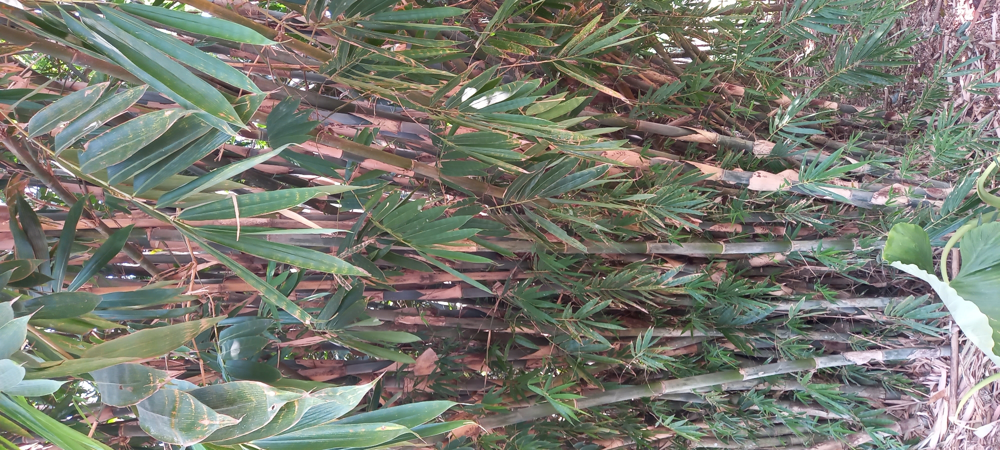 The image shows a dense clump of bamboo stalks with their characteristic segmented appearance. The stalks vary in color from green to brown and some appear to have a bluish-black hue. Numerous long, slender leaves, predominantly green, cascade from the stalks, creating a lush and somewhat chaotic canopy. Some leaves are tinged with brown or yellow, indicating age or dryness. The ground beneath the bamboo is covered with fallen leaves and debris, suggesting a natural or semi-natural outdoor environment. The lighting suggests it is daytime. The scene is devoid of any people or visible structures. The image appears to have been taken in Sidamulya, Indonesia, within a natural setting.