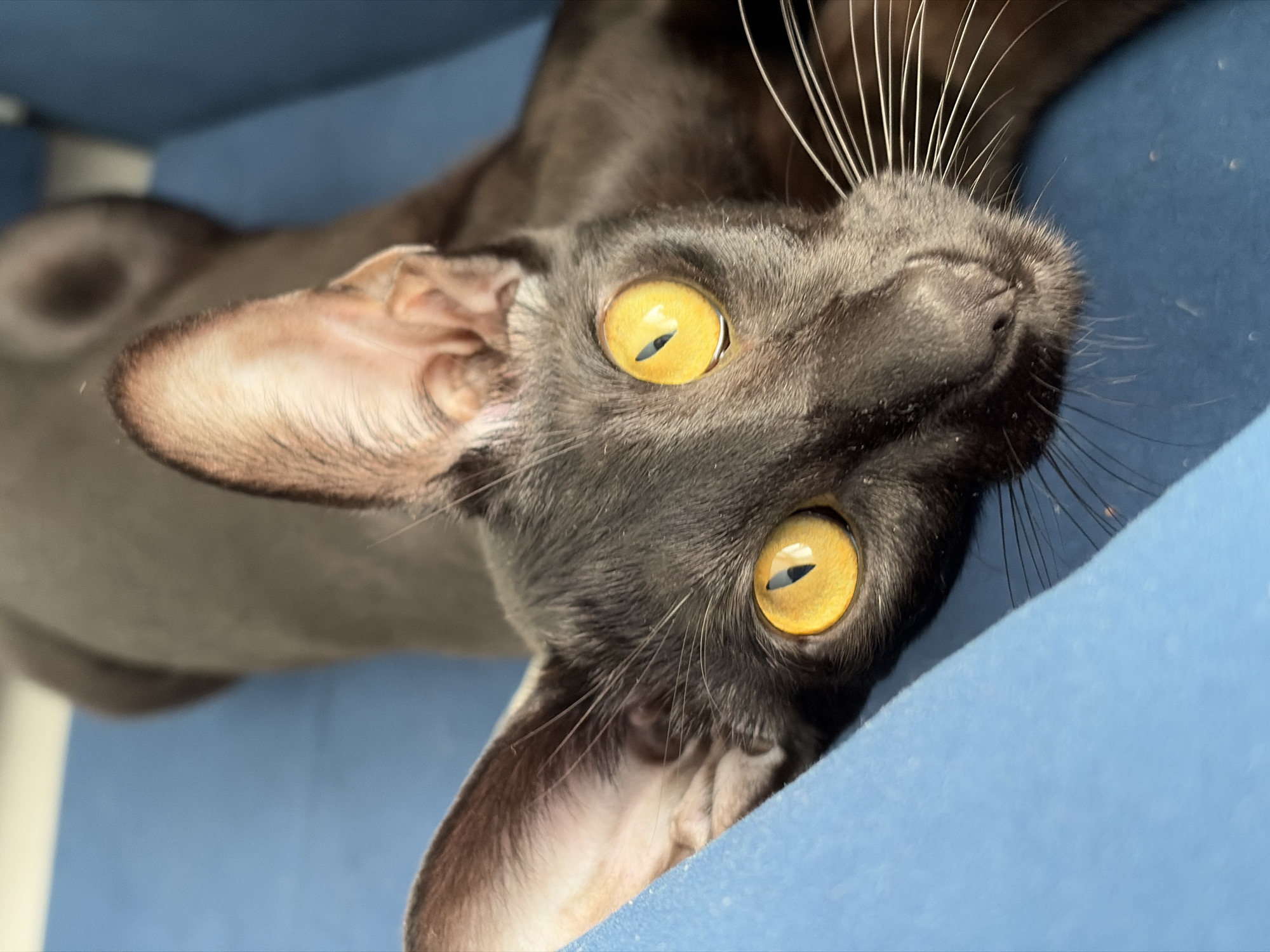 A close-up, high-angle shot captures a black Oriental Shorthair cat with striking amber eyes lying on a bright blue surface, likely a piece of furniture. The cat's large ears are prominent, with the left ear partially obscuring the left side of its head. The blue surface shows a textured fabric. The cat's body extends out of frame towards the top of the image, with only its head and a portion of its torso visible. The background is blurred, with hints of grey and blue suggesting an indoor environment. The cat is not in Chaikovsky, Russia.