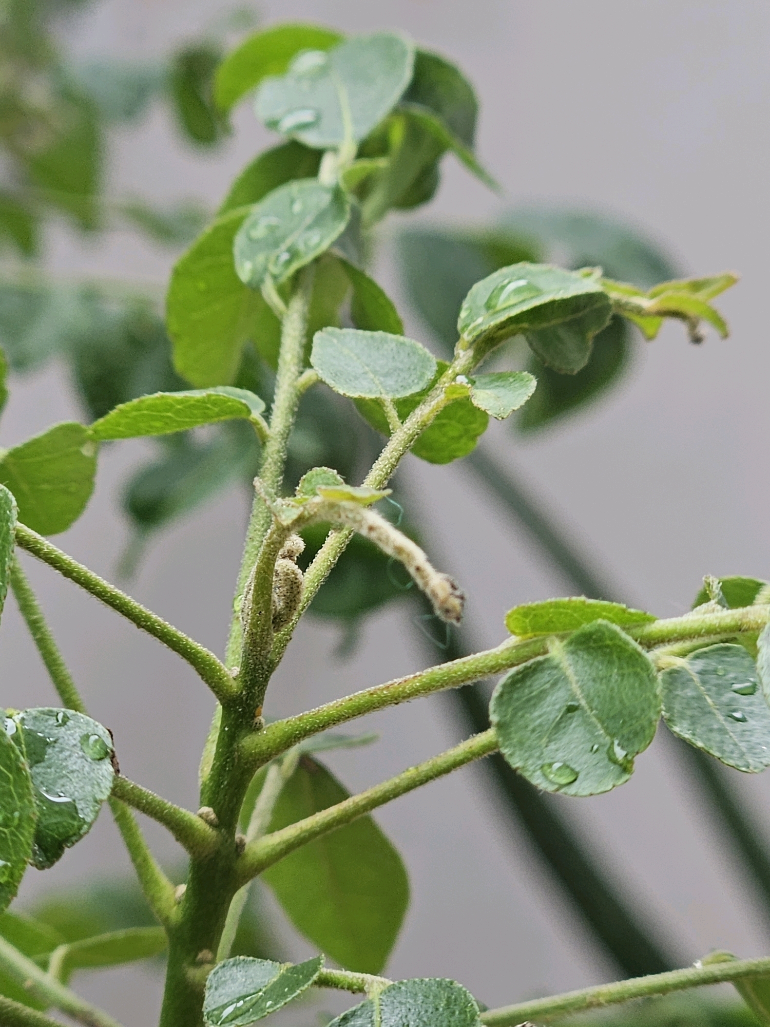 A close-up, low-angle, vertical shot focuses on a leafy green plant with a blurry grey background, suggestive of an outdoor setting. Water droplets cling to the small, rounded leaves, indicating recent rain or mist. The plant's stems are covered in fine, fuzzy hairs. Nestled amongst the stems, a small, pale caterpillar is visible, its body segmented and slightly curved. The overall impression is one of natural detail and the presence of insect life within a leafy environment. The location is the city of Kolonnawa, Sri Lanka.