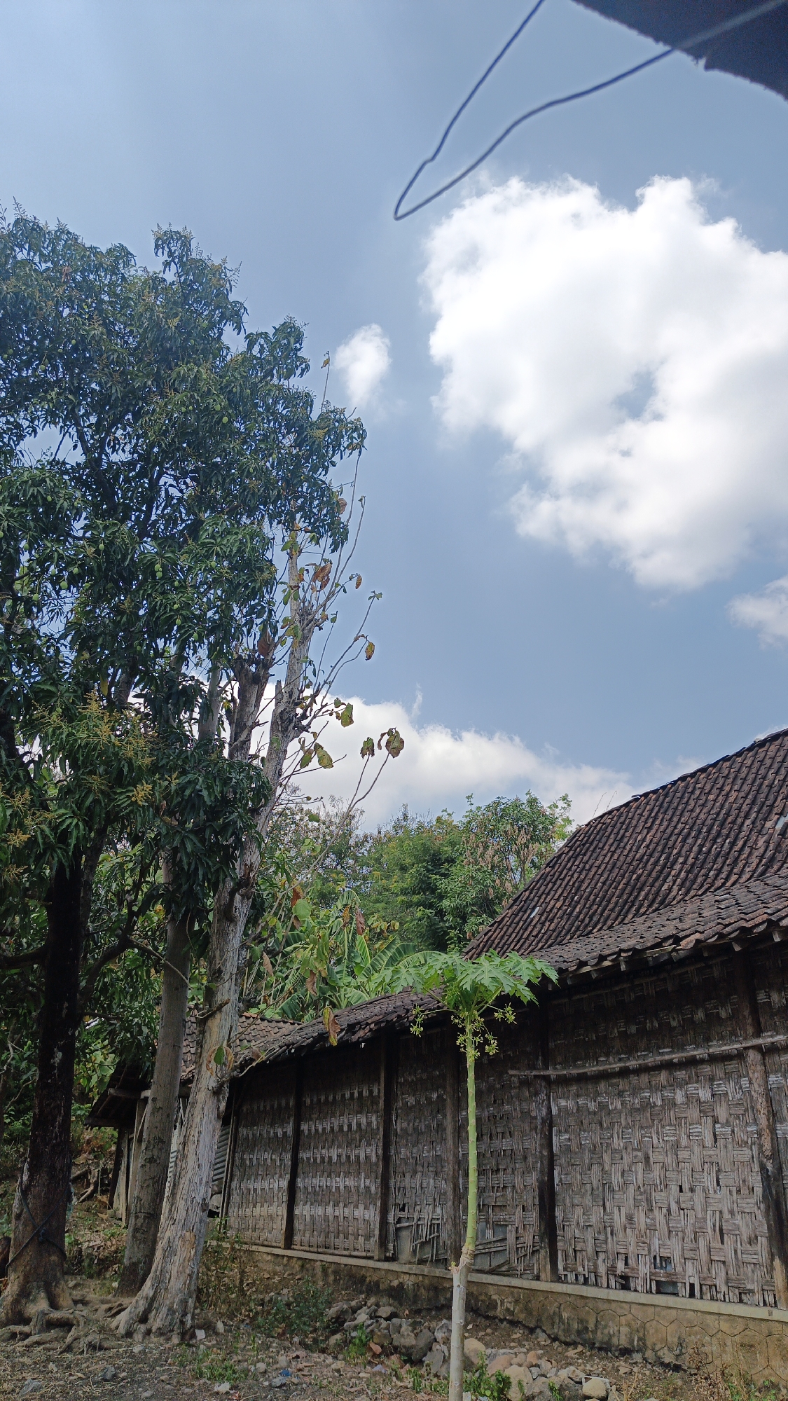 A low-angle, full shot captures a scene dominated by natural elements and a traditional dwelling under a clear blue sky with scattered white clouds. In the foreground to the left, the trunk of a large, mature tree with dark bark and exposed roots is visible. To its right, a lighter-barked tree stands tall, with some branches appearing dry and sparse, while others still hold green leaves and small yellow blossoms. Further to the right, the eaves and roof of a single-story building are prominent. The building's walls are constructed from woven bamboo panels, showing a weathered, rustic appearance. A slender young papaya tree with developing fruit stands in front of the bamboo wall. In the background, a dense canopy of various green trees stretches across the horizon. The ground is covered with dry leaves, stones, and a patch of dry grass. A thin, dark wire hangs diagonally across the top of the frame. This scene is located in the village of Sambi, Indonesia.