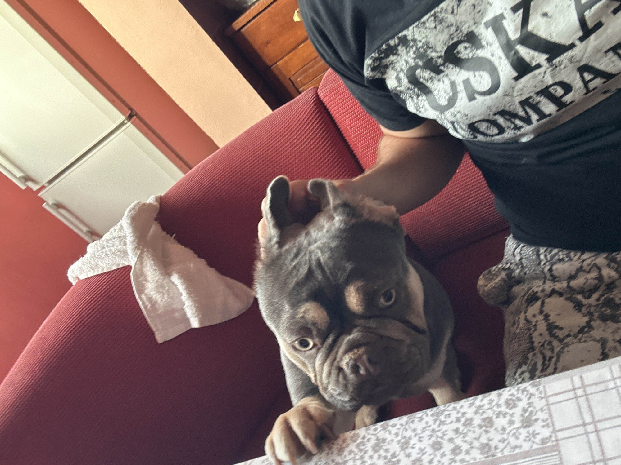 A grey and tan dog with wrinkled features and bulging eyes is the primary subject, positioned in the foreground and looking directly at the camera. Its front paws are resting on a patterned surface, possibly a table. To the left of the dog, a white towel is draped over a red textured surface, likely a couch. In the background, a person wearing a black t-shirt with white lettering is partially visible, leaning towards the dog. The t-shirt has text that appears to read "USK COMPAN". The setting seems to be indoors, with a red wall and wooden furniture visible in the upper background. The lighting suggests it could be daytime. The overall mood is casual and domestic.