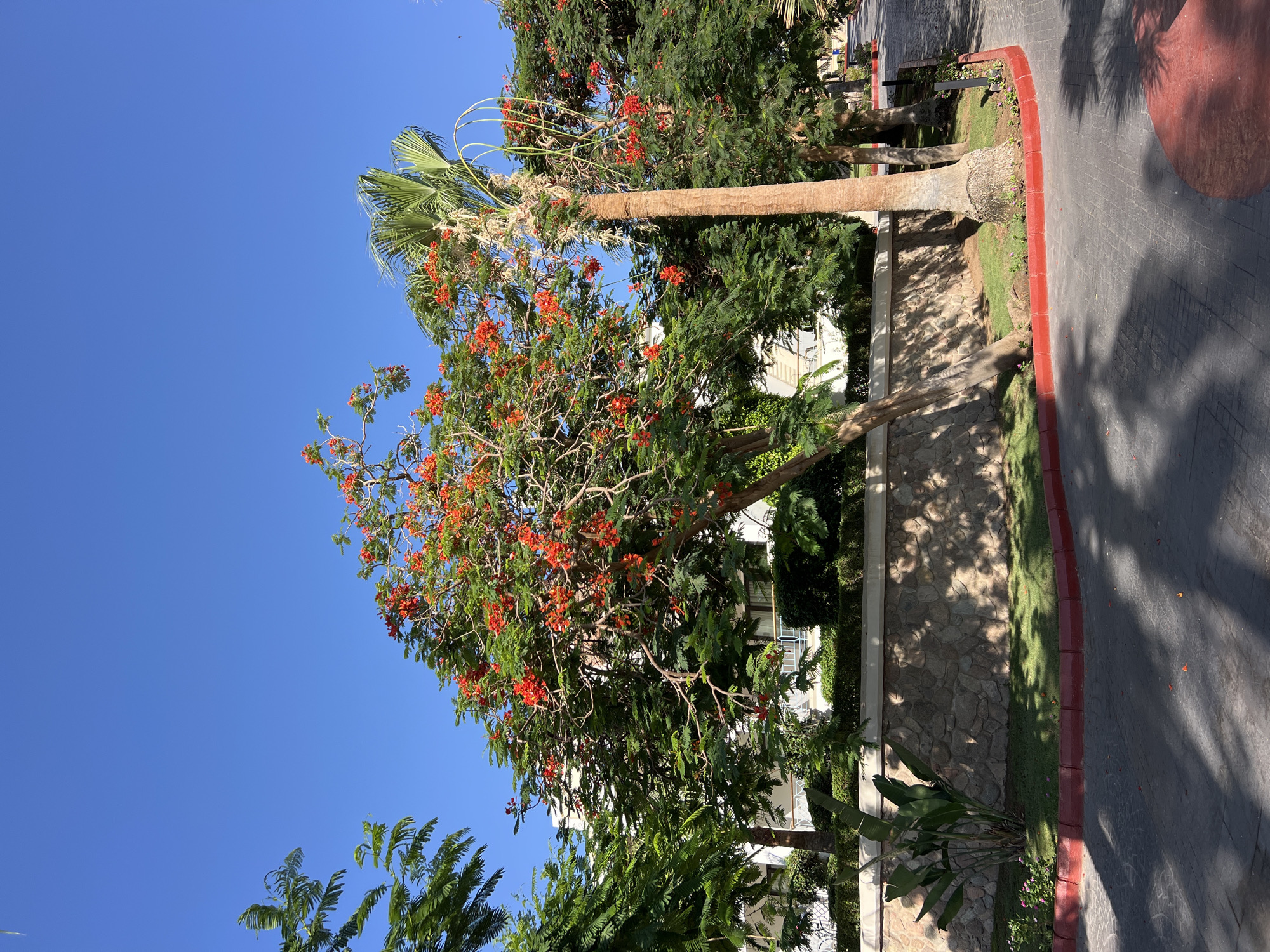 The image depicts a vibrant outdoor scene with lush greenery and a clear blue sky. In the foreground, a paved walkway curves to the right, with a red-painted curb bordering a strip of green grass. Beyond the grass, a rough stone wall separates the walkway from a garden area. A large tree with bright orange-red flowers dominates the center of the frame, its branches reaching towards the sky. To the right of this flowering tree, a tall palm tree stands with its fronds fanned out. In the background, a white building with balconies is visible through the dense foliage. The lighting suggests it is daytime, with shadows cast by the trees on the walkway. The overall impression is of a well-maintained, tropical environment, likely a resort or park in Sharm El Sheikh, Egypt. There are no people or animals visible in the image.