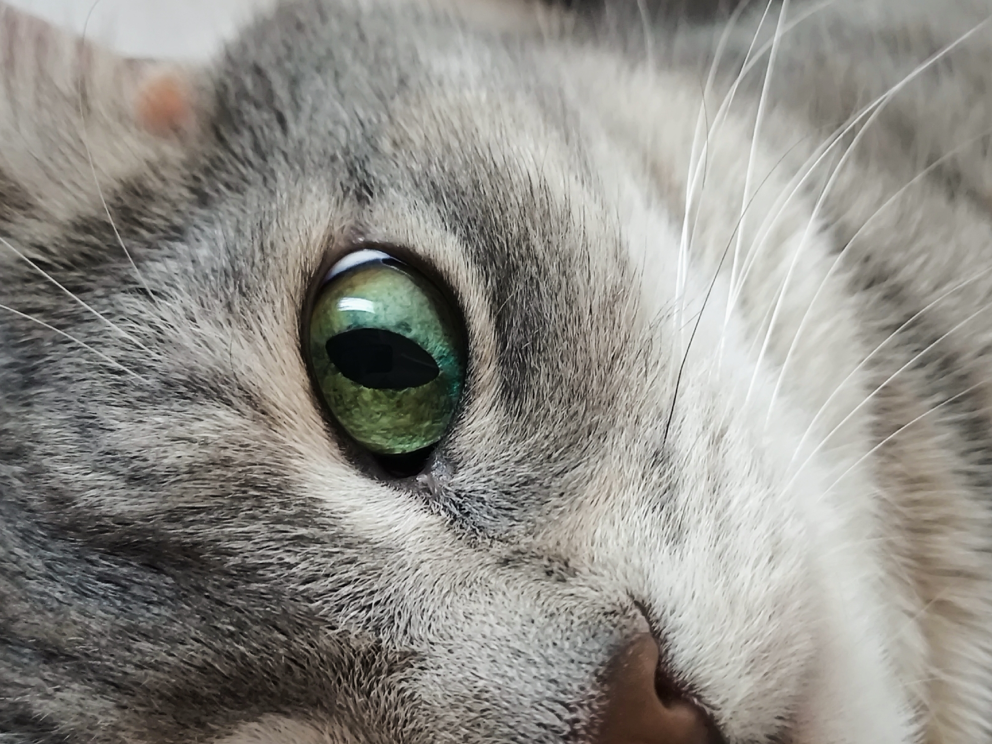 A very close-up, slightly angled shot focuses on the face of a domestic shorthair cat. The cat's fur is a mix of gray and white stripes. One green eye with a slit pupil is prominently featured, reflecting light. The image captures the intricate texture of the fur and the delicate whiskers. A small, reddish bump is visible on the fur above and to the left of the eye. The cat's nose is partially visible in the lower right portion of the frame. The background is a blurred expanse of gray and white fur, suggesting the cat is lying down.