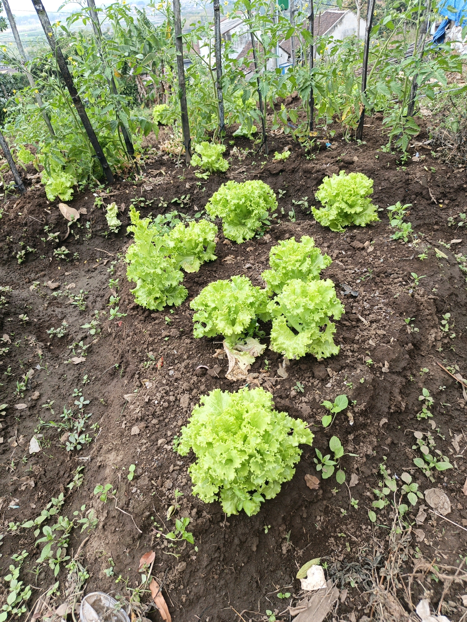 A high-angle shot shows a garden bed in Batu, Indonesia, with several rows of vibrant green lettuce plants. Tomato plants with yellow flowers are visible in the background, supported by wooden stakes. The soil is dark and moist, with some scattered weeds and fallen leaves. The garden appears to be on a hillside, with a residential building and lush vegetation visible in the distance. The overall scene depicts a thriving home garden.