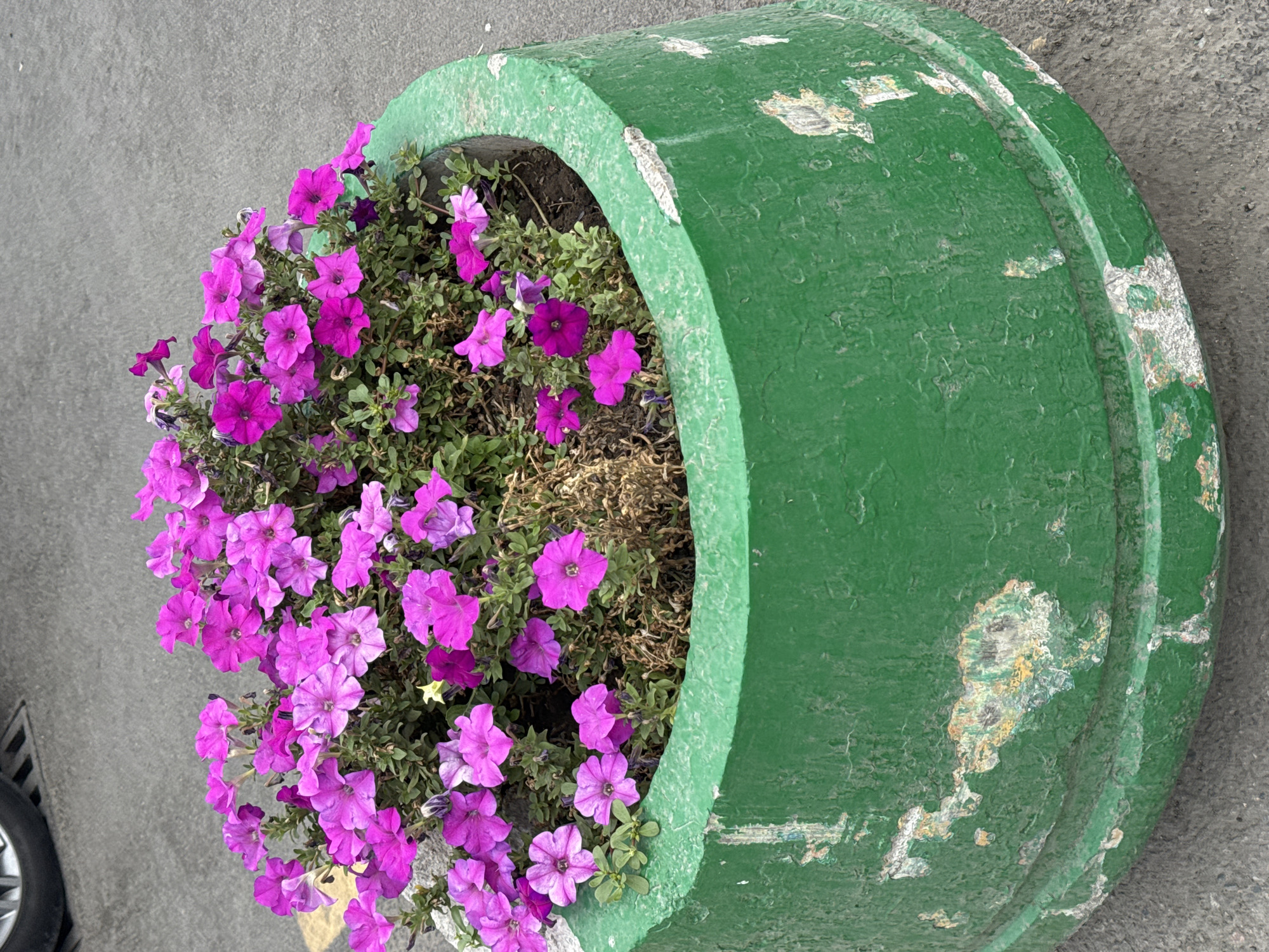 A large, green concrete planter filled with vibrant pink petunias is situated on a paved surface, likely a sidewalk or street in Bishkek City, Kyrgyzstan. The planter is weathered, with sections of green paint chipped and peeling, revealing lighter colors underneath. The petunias are blooming profusely, with some dry, brown foliage visible among the green leaves. In the upper left corner, a portion of a tire and a metallic grate are visible, suggesting the planter is near a road or parking area. The lighting indicates it is daytime, and the scene appears to be outdoors.