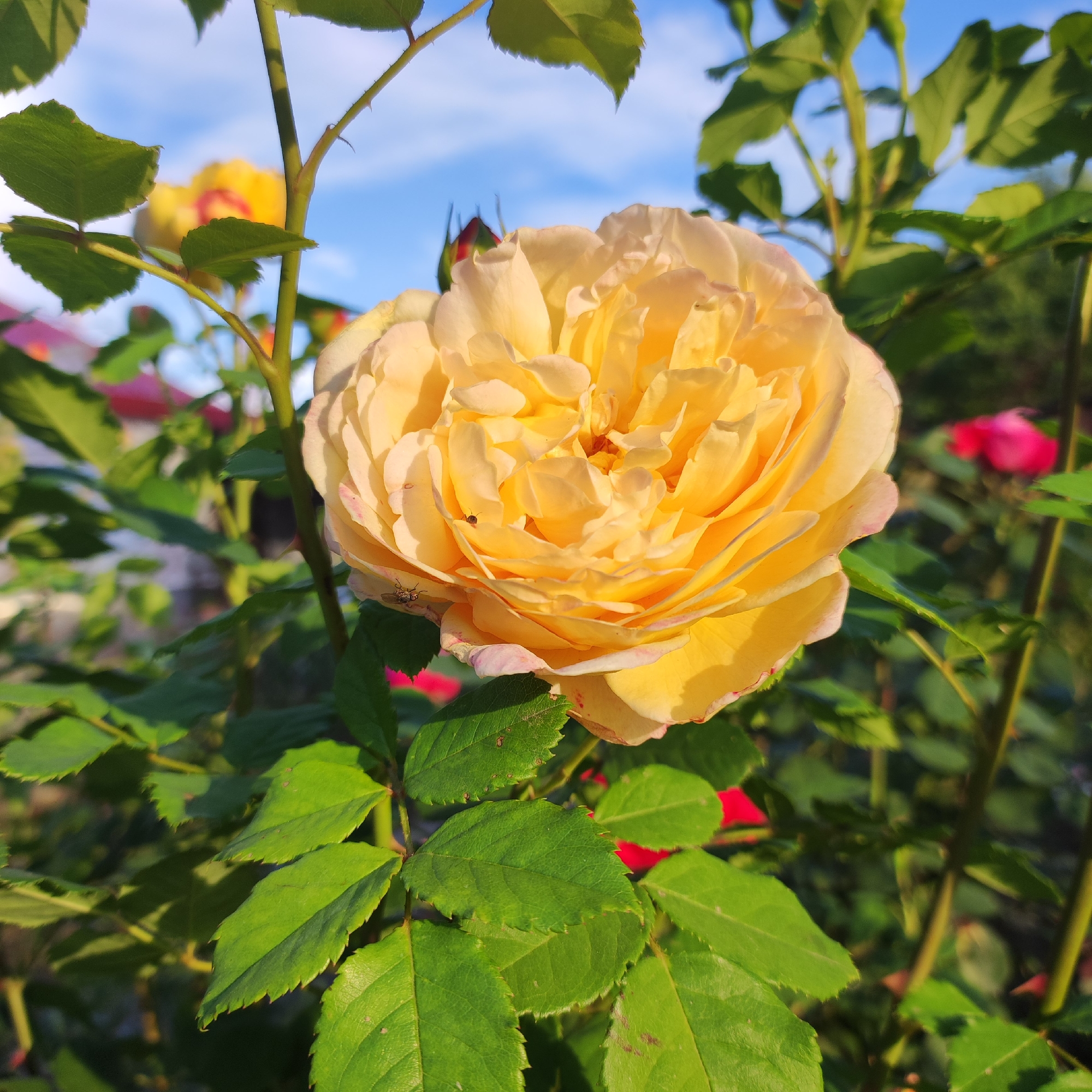 A close-up, eye-level shot captures a vibrant yellow rose in full bloom, its petals layered and slightly ruffled, kissed by the warm glow of the sun. The rose is the central subject, with its intricate details and soft coloration dominating the frame. On the lower left petals, two small, dark insects are visible, adding a touch of life to the bloom.
Surrounding the rose are lush green leaves, some in sharp focus and others softly blurred, creating a sense of depth. The leaves are tinged with hints of pink along their edges, particularly on the lower petals of the rose, suggesting a delicate variation in color.
In the background, the scene transitions to a soft blur of color and light. A bright blue sky with wispy white clouds suggests it's daytime, likely morning or late afternoon due to the warm, directional lighting. Hints of other flowers, including a vibrant pink bloom, can be seen in the distance, hinting at a garden setting. The overall atmosphere is serene and tranquil, evoking the beauty of a summer day.
The location is identified as Navoloki, Russia. There is no visible text in the media file.
