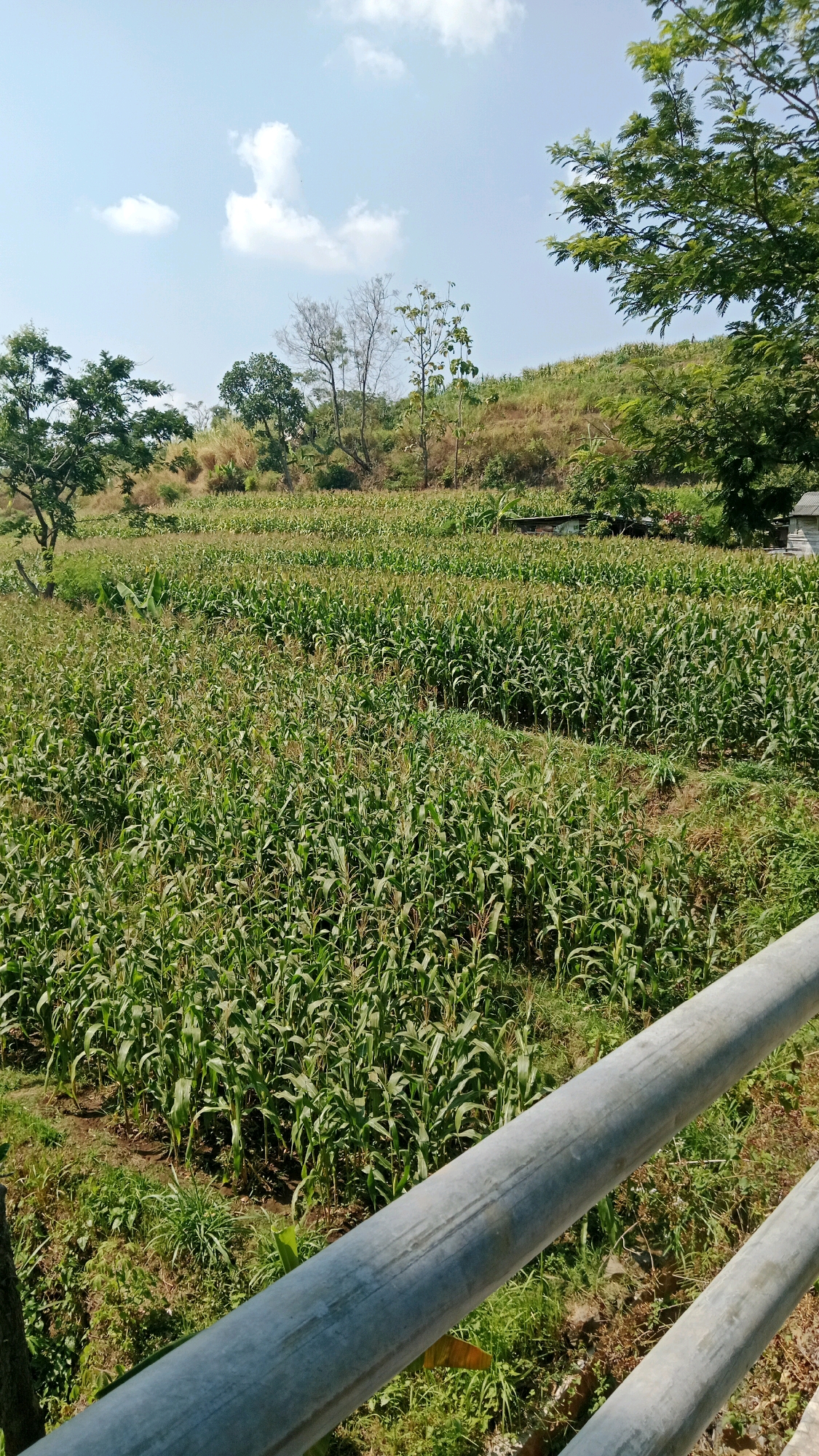 A wide shot captures a vast field of green corn plants under a bright, partly cloudy sky in Balegondo, Indonesia. The cornfield stretches across the frame, occupying the majority of the view. In the background, a gentle, grassy hillside rises, dotted with various trees. On the far left, a large tree stands, its branches reaching towards the sky. A horizontal, metallic railing runs across the lower right portion of the image, partially obscuring the ground and the edge of the cornfield. The overall scene depicts a rural agricultural landscape bathed in sunlight.