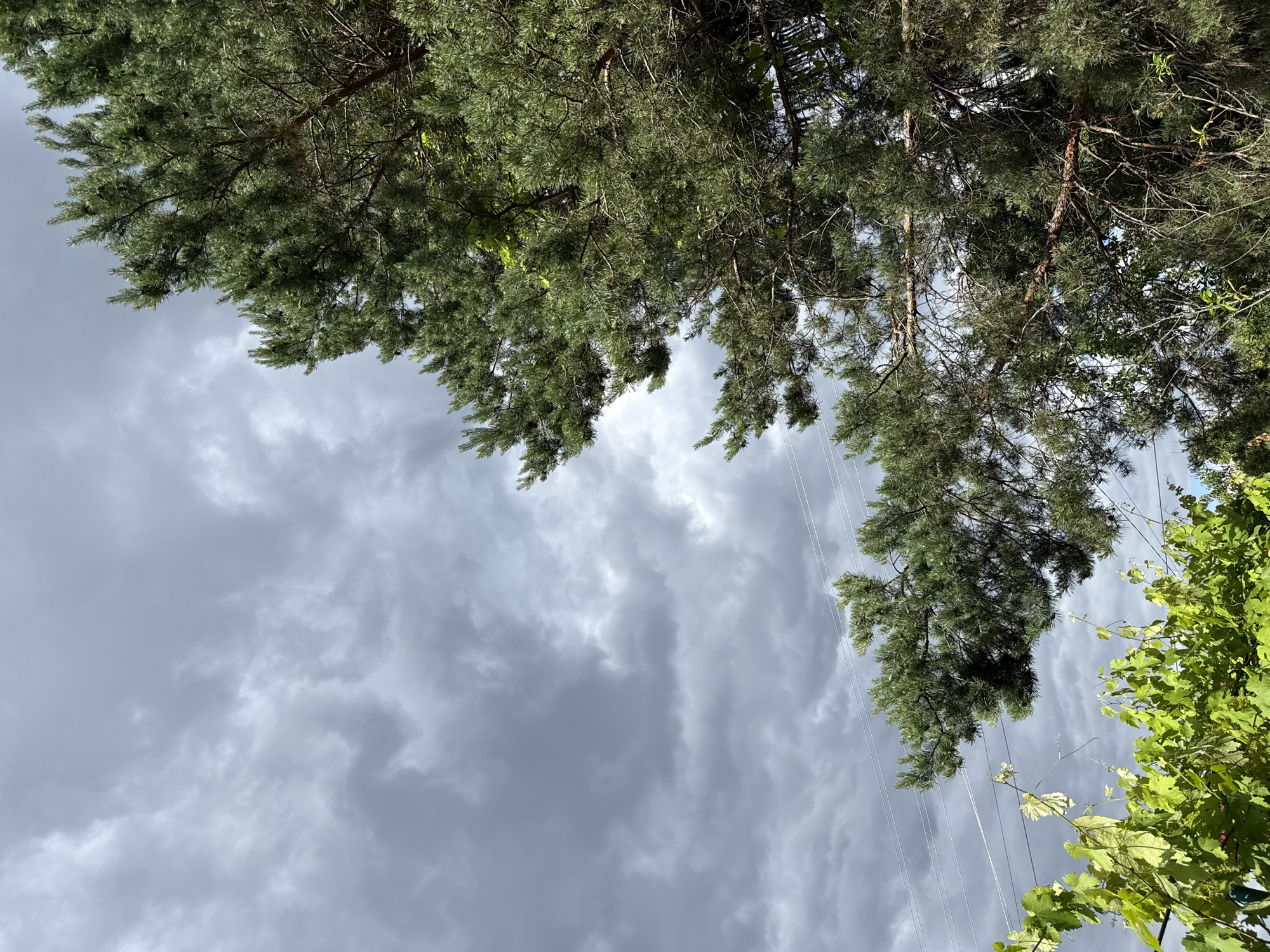 The image captures an upward view of trees and a cloudy sky. Dominating the frame are the dense green needles of a pine tree, its branches reaching across the upper portion of the image. Interspersed with the pine are leaves from a different tree, possibly a grapevine, visible in the lower right corner, with vibrant green foliage. The sky is filled with dramatic, heavy gray clouds, suggesting an overcast or stormy day. Thin, parallel wires, likely power lines, are visible traversing the sky behind the trees. The lighting indicates it is daytime, though the heavy cloud cover diffuses the light, creating a somber mood. The scene is set outdoors, with natural elements like trees and sky as the primary subjects. No people or specific man-made objects beyond the power lines are visible. The overall impression is one of natural beauty under a brooding sky.