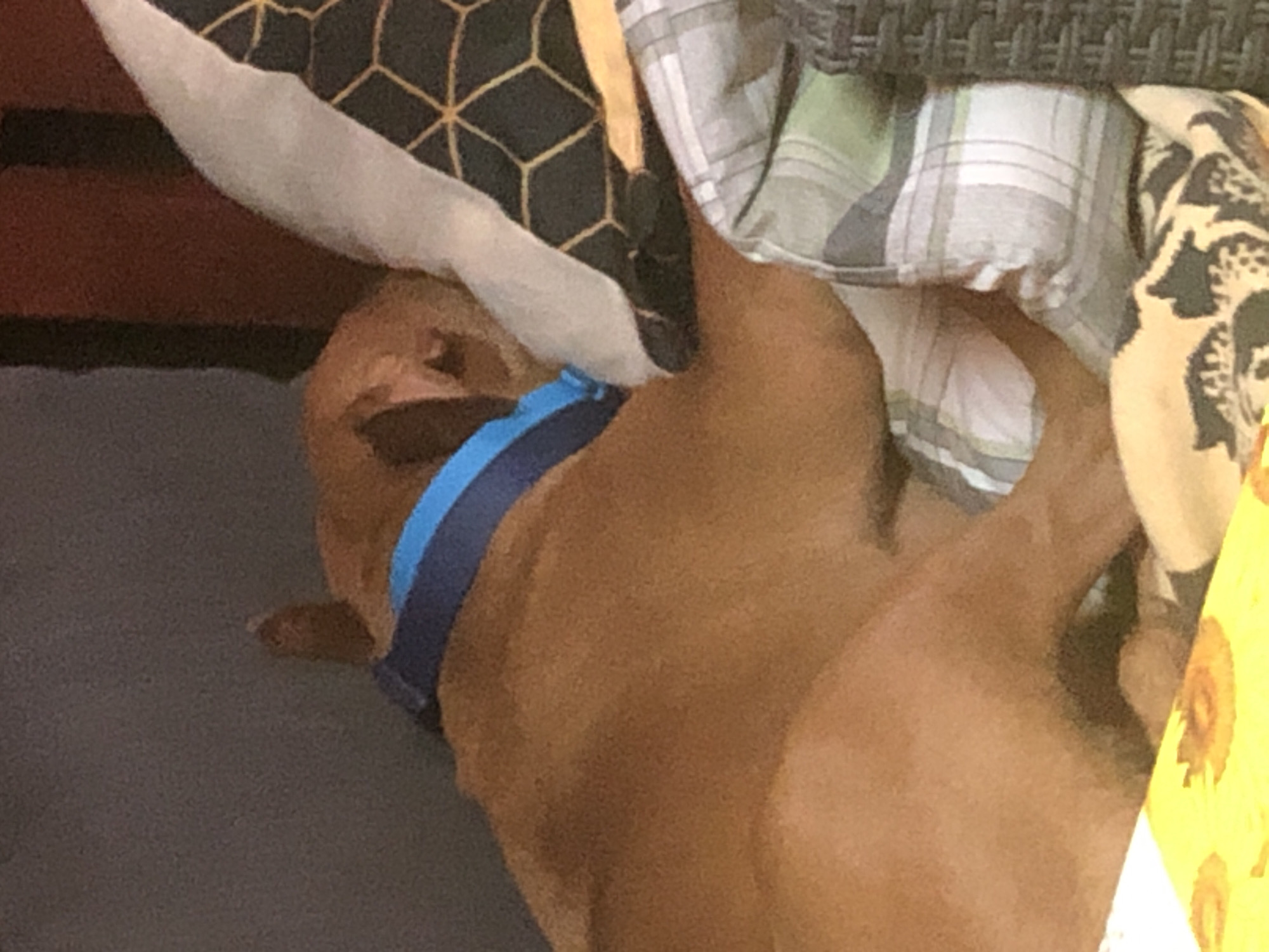 A brown dog with a blue collar is lying on a gray surface, likely a rug or floor. The dog is partially obscured by pillows and bedding with different patterns: a black and gold geometric pattern, a gray and white plaid pattern, and a yellow floral pattern. Part of a dark wicker or woven object is visible above the bedding. The setting appears to be indoors. I have no information about whether this image was taken in Lom, Bulgaria.