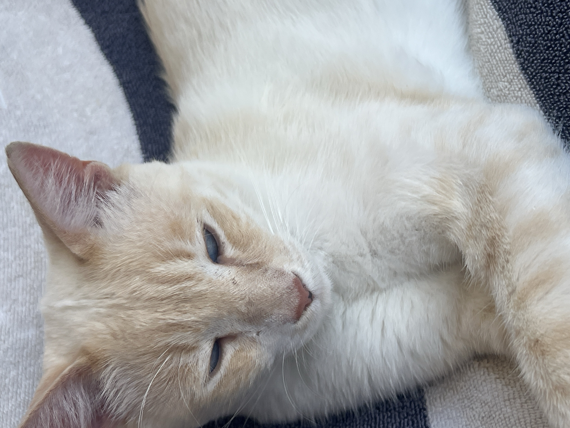 A close-up, eye-level, medium shot captures a cream-colored cat with distinctive tabby markings on its head, ears, and legs. The cat has blue eyes and a pink nose. It appears to be resting on a striped blanket with alternating bands of dark gray and off-white. The background is out of focus. The cat's face is directed downwards, with its eyes partially closed. The overall lighting is soft, highlighting the texture of the cat's fur and the fabric of the blanket. There are no discernable urban elements or any indication of the specific location being Khostinskiy, Russia.