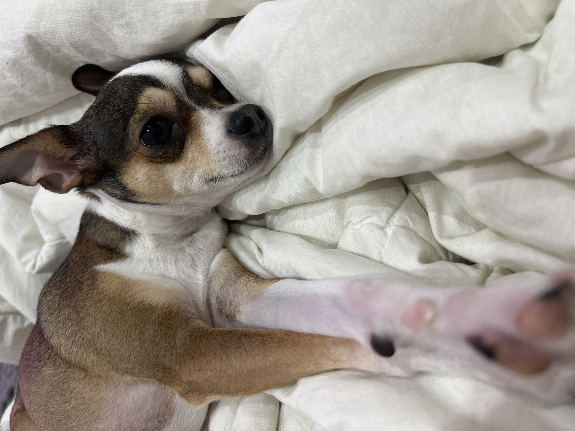A tan and white chihuahua dog is lying on a white duvet. The dog's head is to the right of the frame, and its body extends to the left. The dog's eyes are open and it is looking at the camera. The dog's ears are pointed upwards. The duvet is rumpled and appears to be soft. The lighting is dim and natural. The scene is indoors.