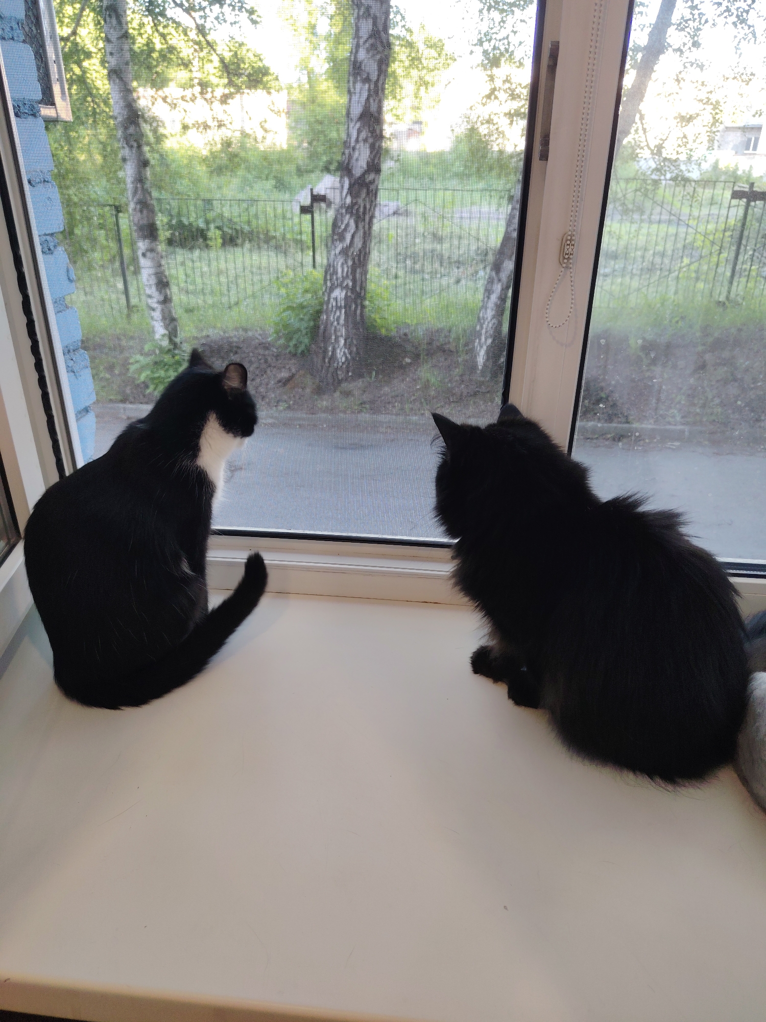 Two black cats, one with white markings on its chest and neck, sit on a white windowsill and look out a screened window at a leafy, outdoor environment. The cat with white markings is on the left, facing away from the camera and looking towards the right. The all-black cat is on the right, also facing away from the camera and looking towards the left. The window overlooks trees and a metal fence. The lighting suggests it is daytime, possibly early morning or late afternoon, with sunlight filtering through the trees. The scene is domestic, likely within a home.