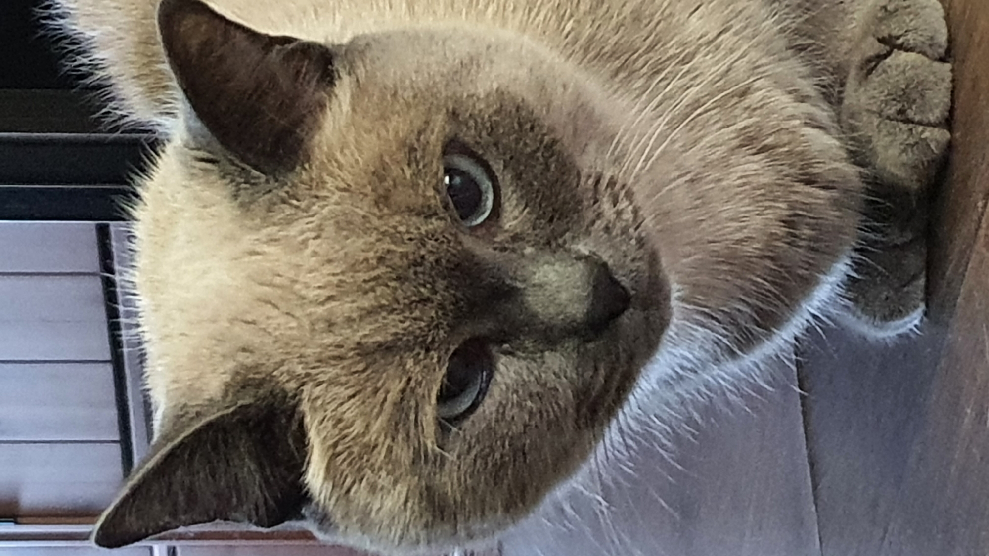 A close-up, eye-level shot focuses on the head and upper chest of a light brown Siamese cat. The cat's fur is a mix of light brown and cream, with darker brown markings on its ears and face. Its eyes are a striking blue, and its gaze is directed downwards, giving it a pensive or perhaps slightly displeased expression. The cat's whiskers are prominent and white. The background consists of a dark wooden surface, possibly a floor, and a vertically paneled wooden surface behind the cat. The lighting is soft and diffused, highlighting the cat's features. The image appears to have been taken indoors.