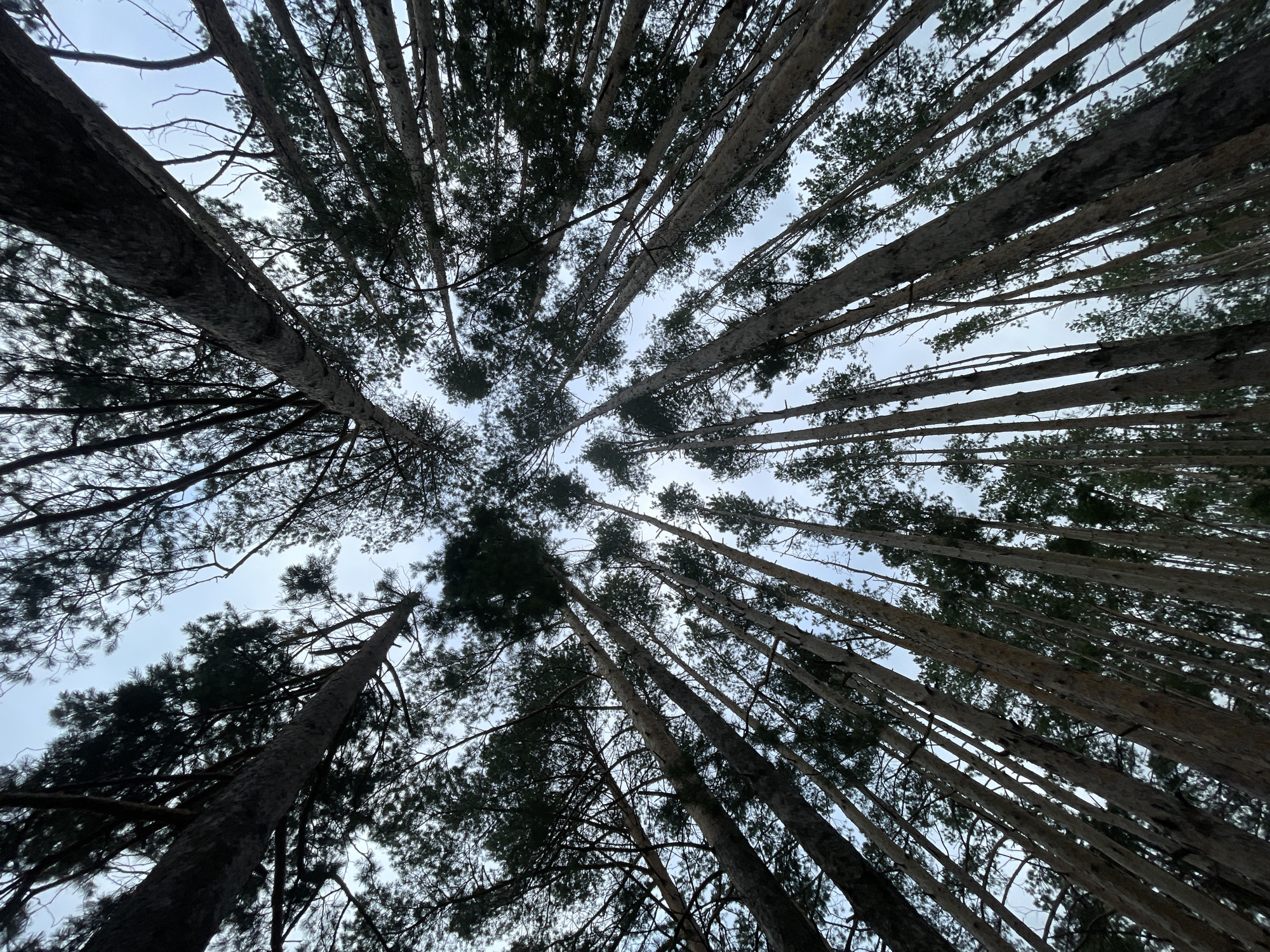 This is a low-angle, full shot of a dense forest looking directly up at the sky. The dominant subjects are tall, slender pine trees with rough, textured bark, their trunks stretching vertically and converging towards the top of the frame. The branches and dark green needles of the pines create a canopy that obscures much of the sky. The sky itself is overcast with a soft, diffused light, suggesting a cloudy day. The perspective creates a sense of being surrounded by the towering trees. The scene is devoid of any human presence or activity. The environment appears to be a natural forest, likely in the countryside or a park, and there are no specific details to indicate it is within the city of Подшивалово, Russia.